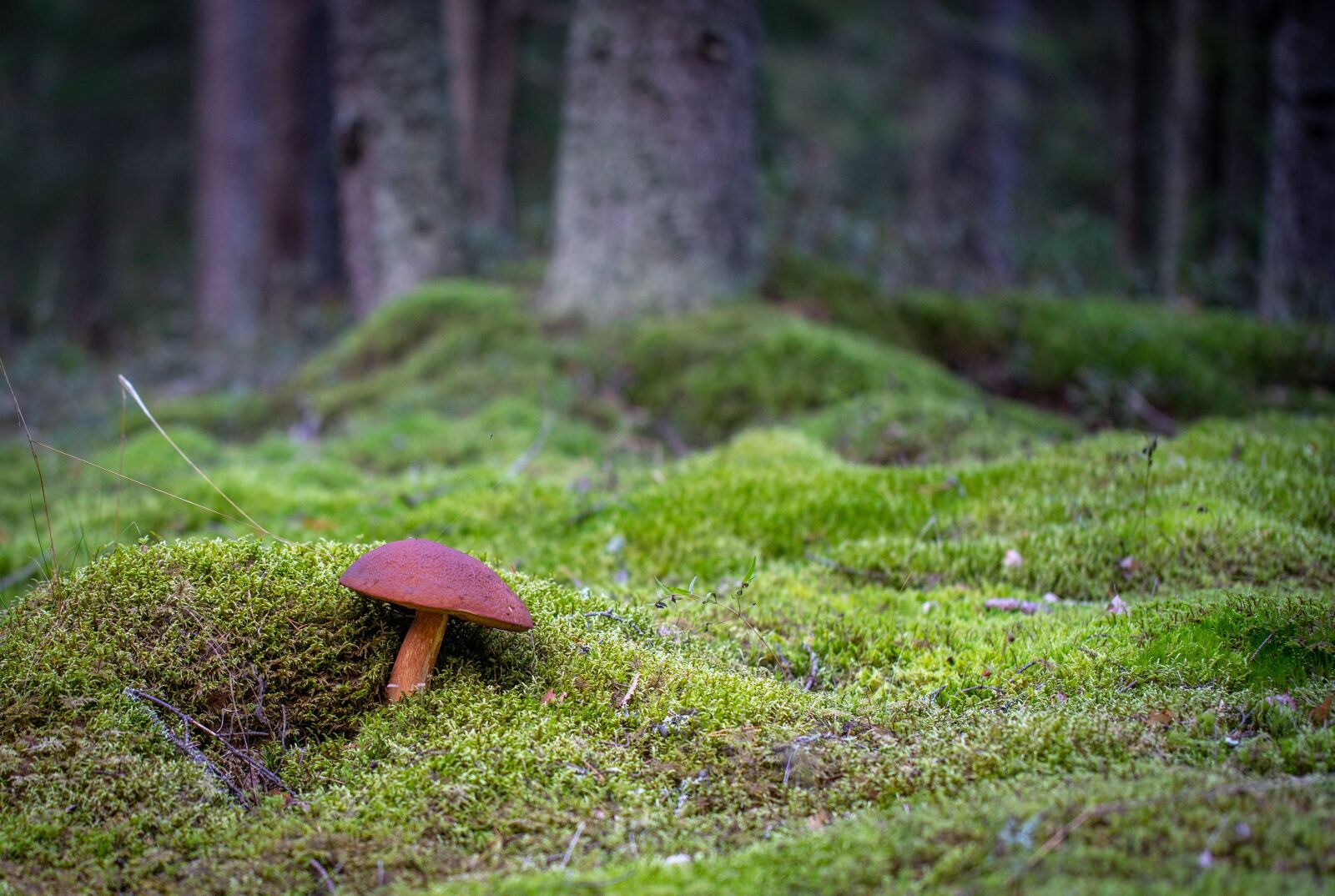 Canon EF 100mm F2.8L Macro IS USM sample photo. Mushroom, forest, autumn photography