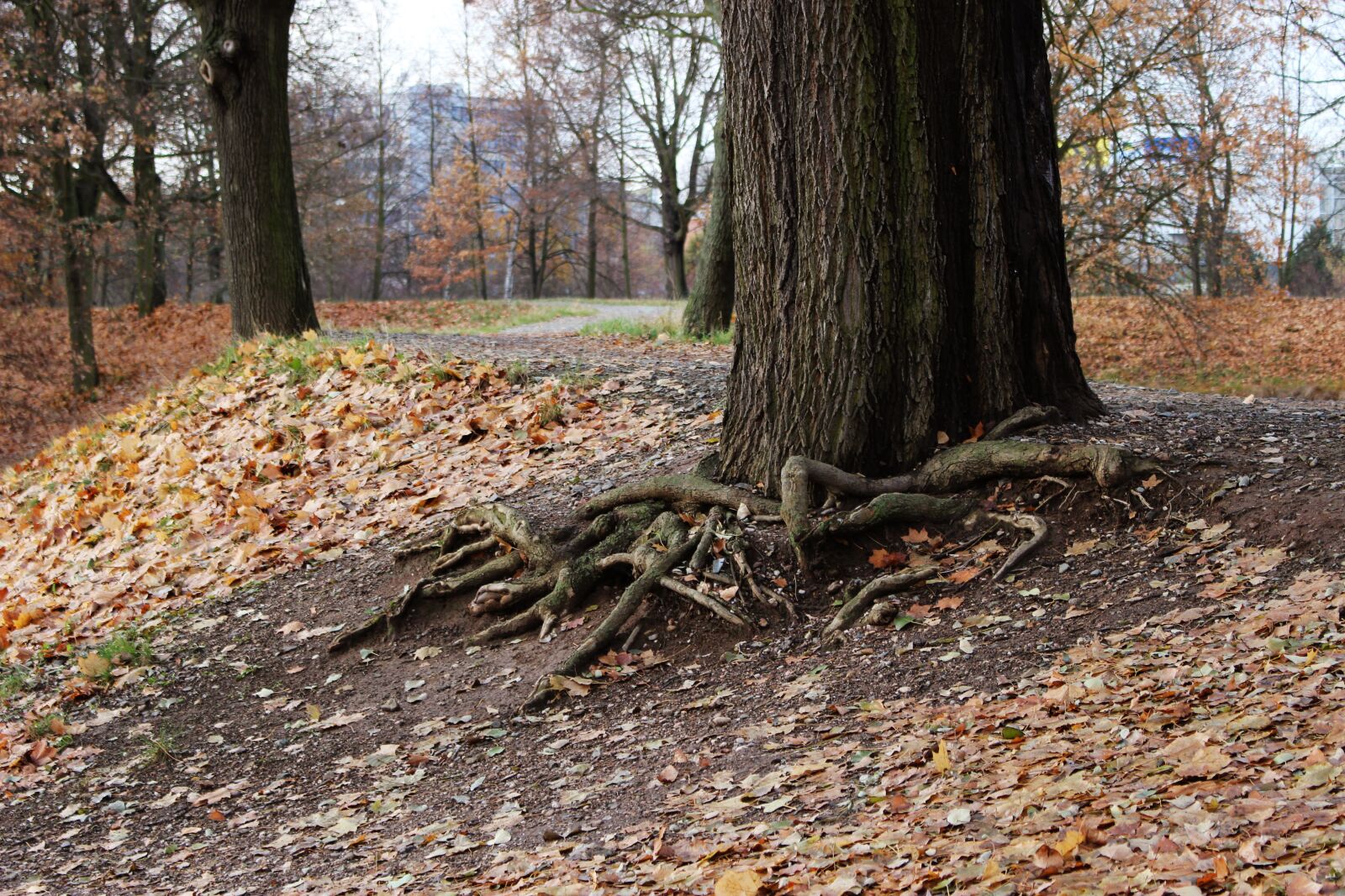 Canon EOS 100D (EOS Rebel SL1 / EOS Kiss X7) sample photo. Autumn, tree, roots photography