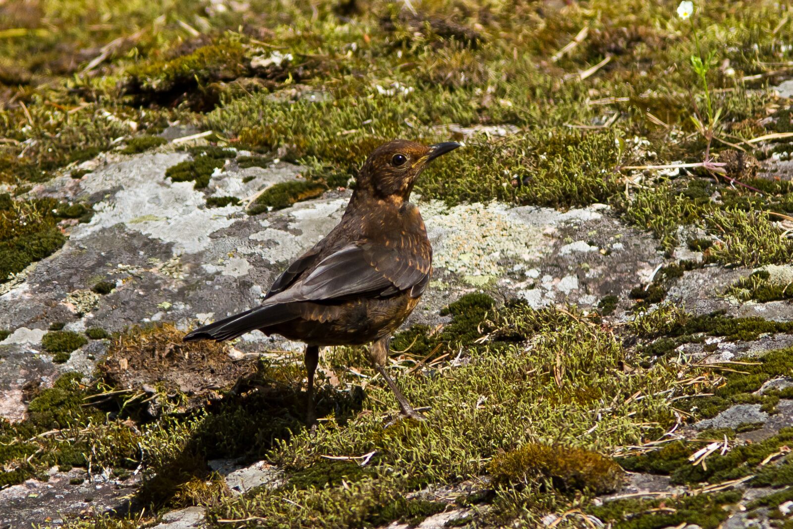 Canon EOS 7D sample photo. Blackbird, bird, moss photography