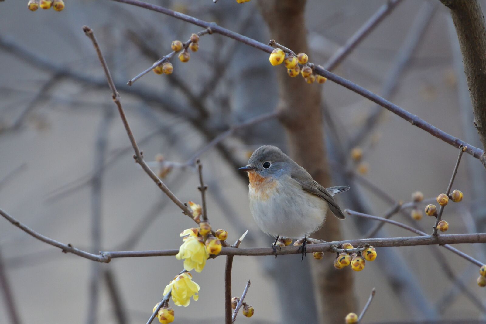 Nikon D500 sample photo. Bird, natural, outdoors photography