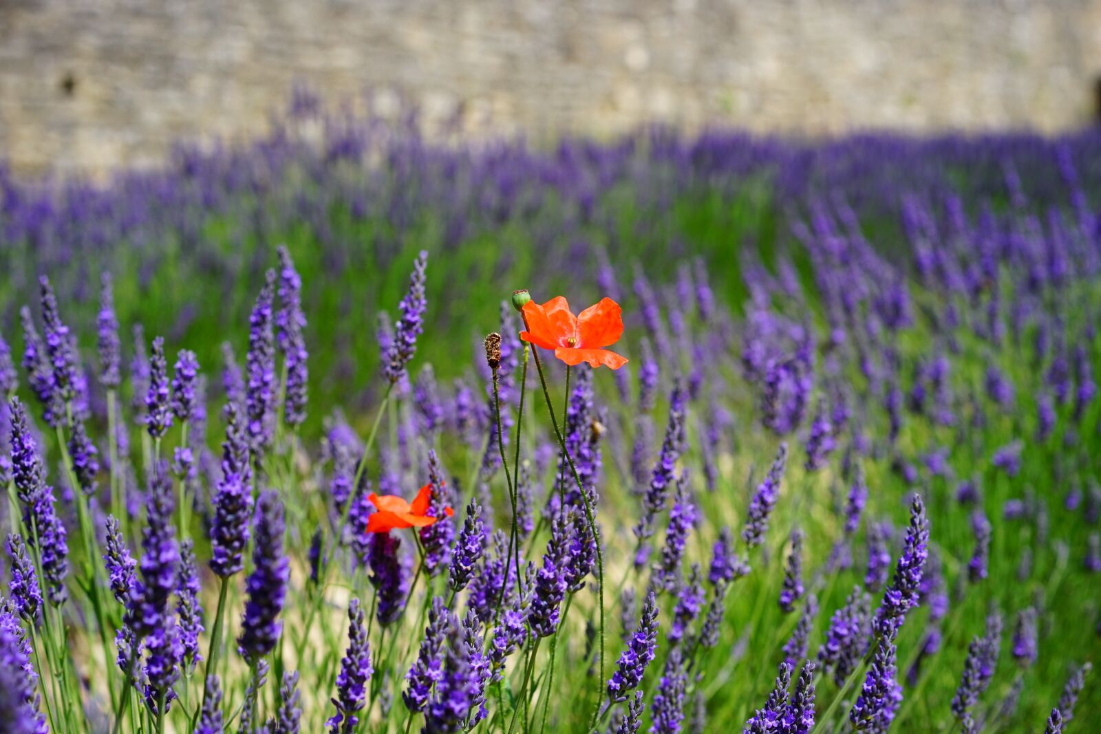 Sony a7 + Sony Sonnar T* FE 55mm F1.8 ZA sample photo. Lavender flowers, blue, flowers photography