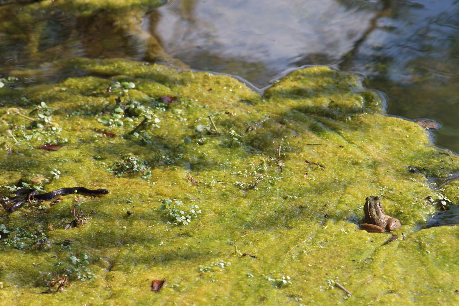 Canon EOS 700D (EOS Rebel T5i / EOS Kiss X7i) + Canon EF 70-300mm F4-5.6 IS USM sample photo. Frog, swamp, bullfrog photography