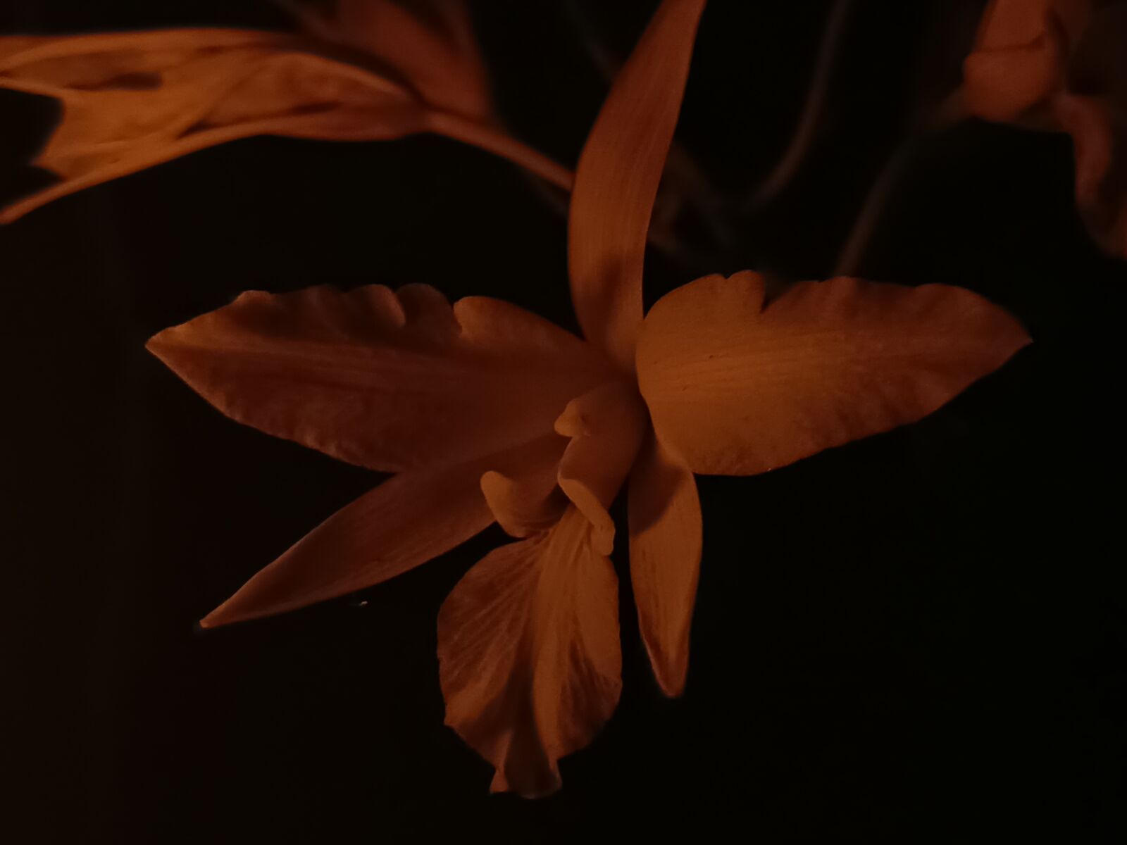 Xiaomi Redmi Note 14 5G sample photo