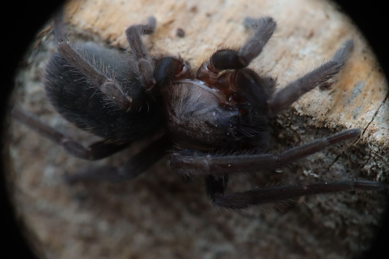 Canon EF-M 15-45mm F3.5-6.3 IS STM sample photo. Arachnid, spider, nature photography
