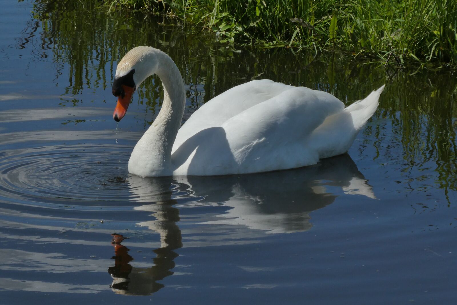 Panasonic Lumix DC-ZS70 (Lumix DC-TZ90) sample photo. Swan, reflection, ditch photography
