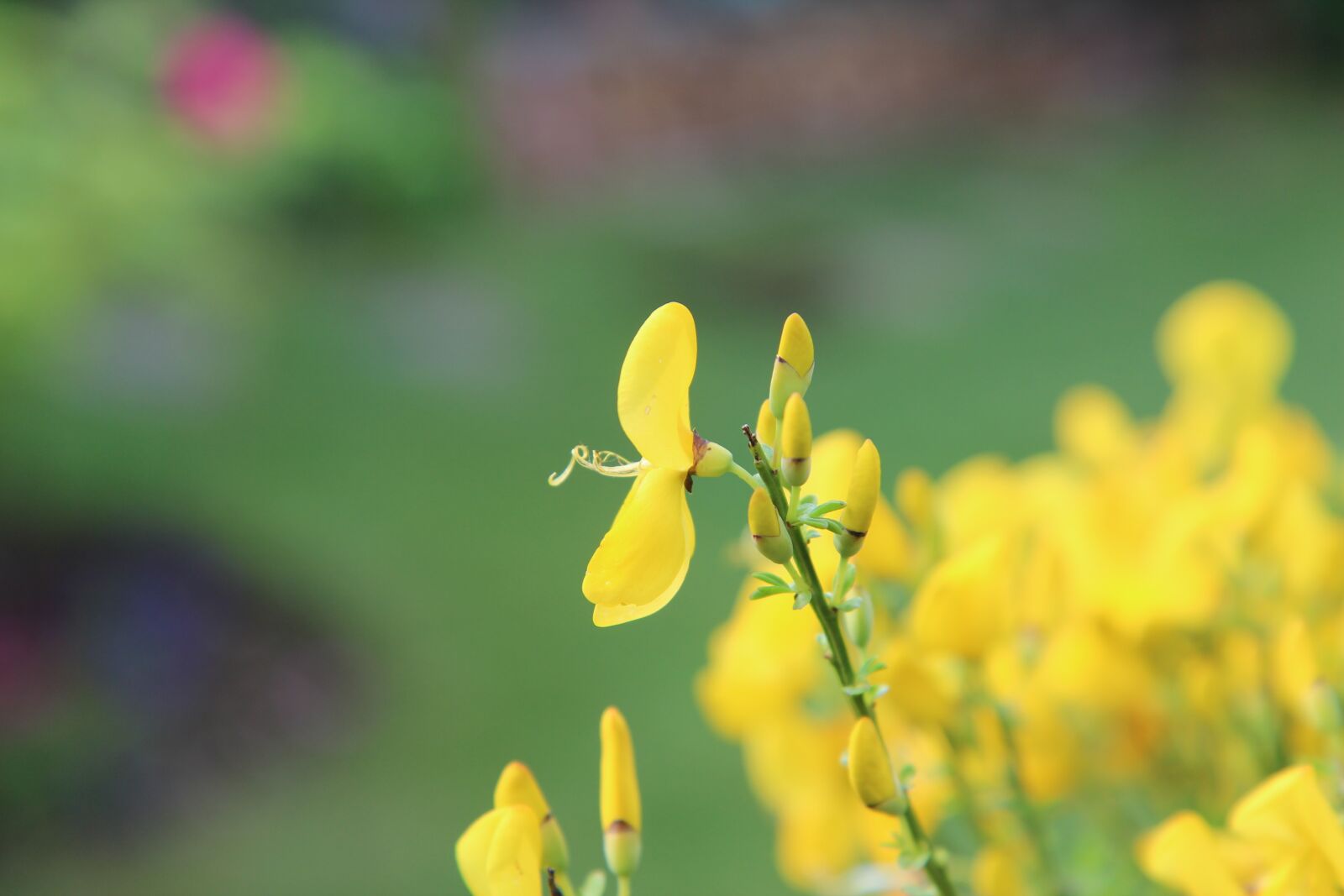 Canon EOS 600D (Rebel EOS T3i / EOS Kiss X5) sample photo. Broom, broom yellow, flowers photography