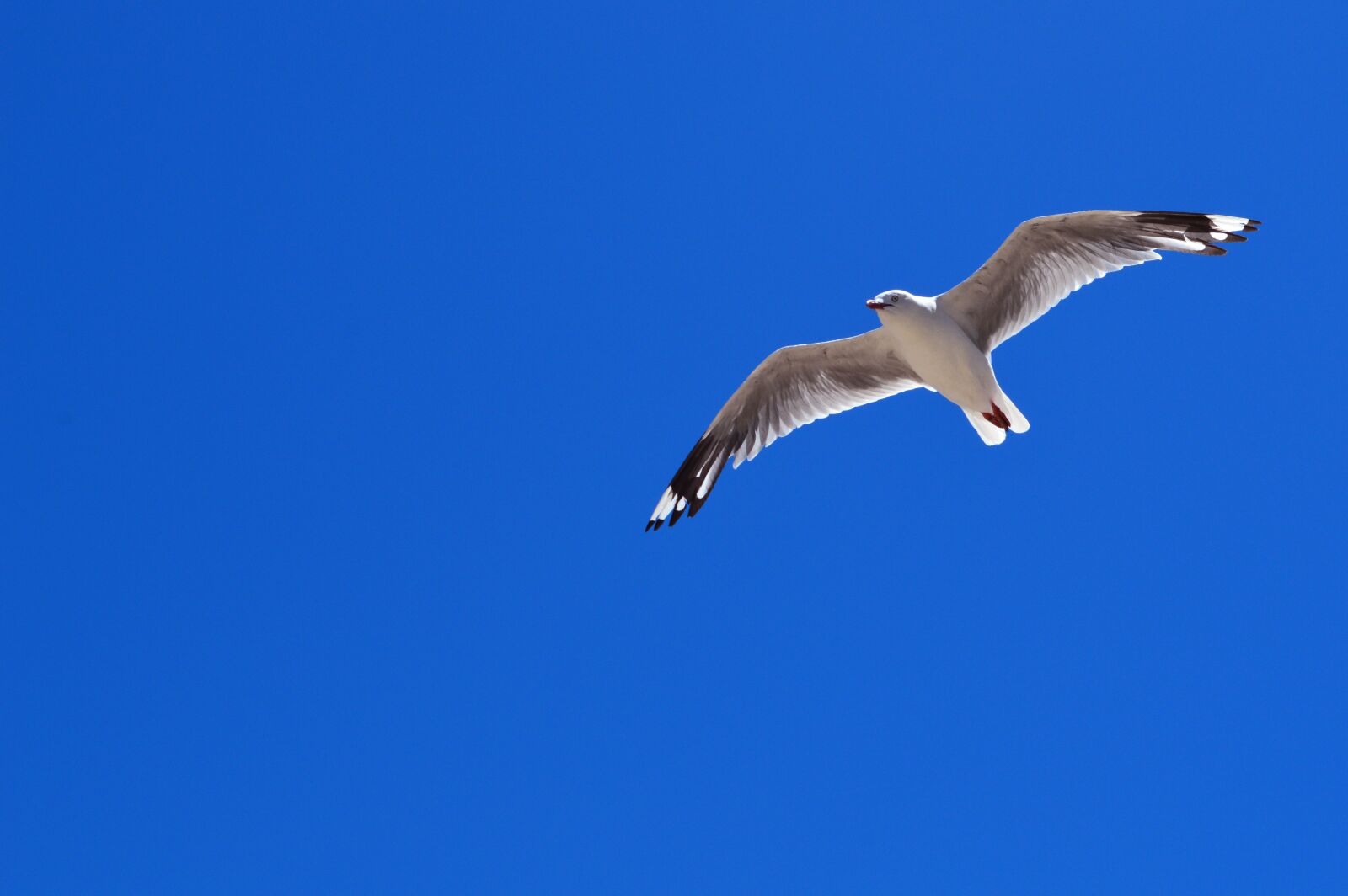 Nikon D3200 sample photo. Bird, blue sky, clear photography