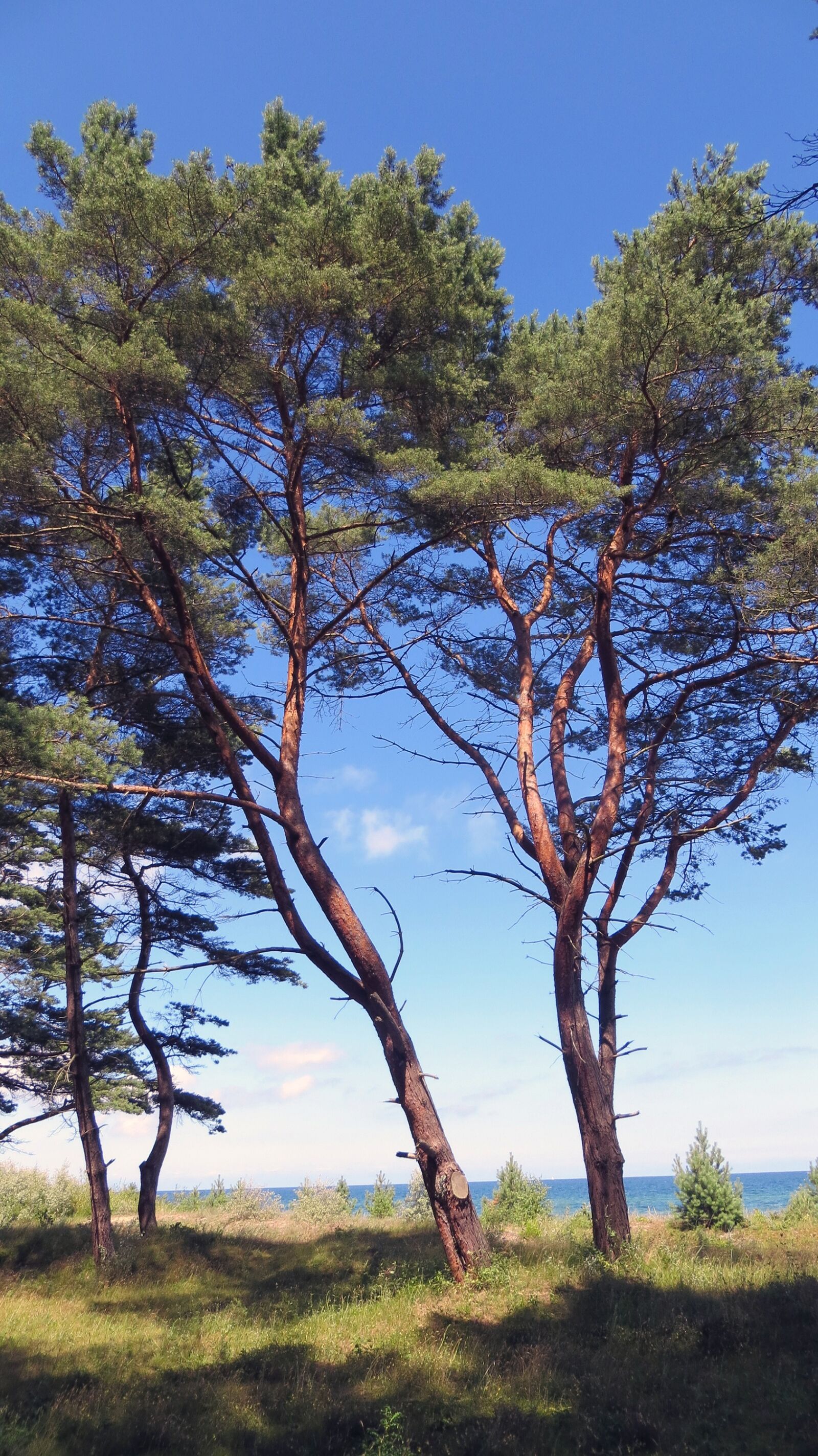 Canon PowerShot SX240 HS sample photo. Trees, baltic sea, beach photography