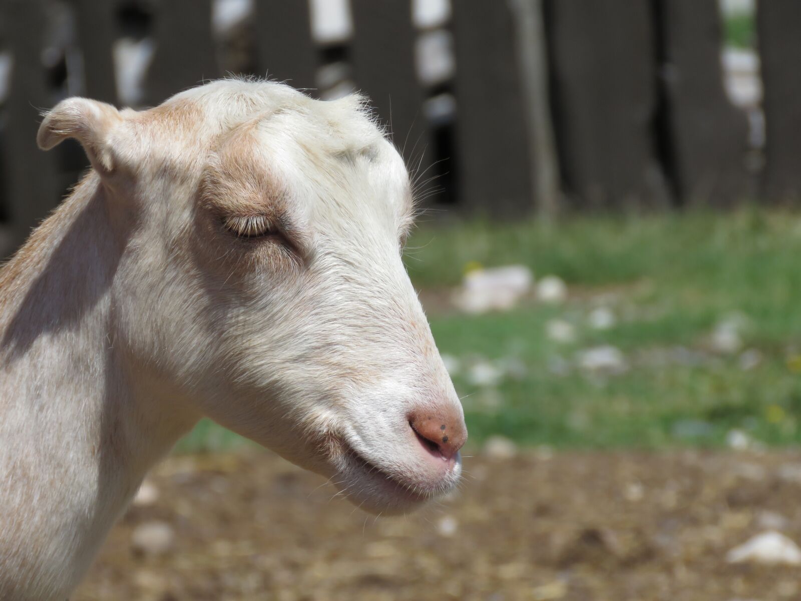 Canon PowerShot SX60 HS sample photo. Goat, farm, animal photography