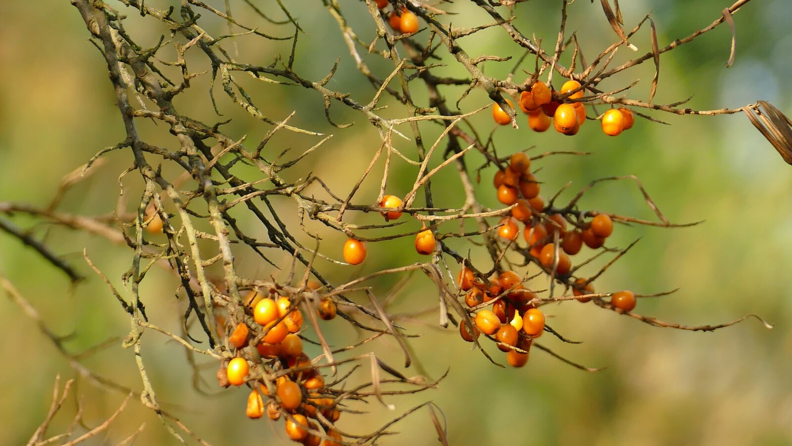 Panasonic Lumix DMC-FZ1000 sample photo. Autumn, sea buckthorn, plant photography