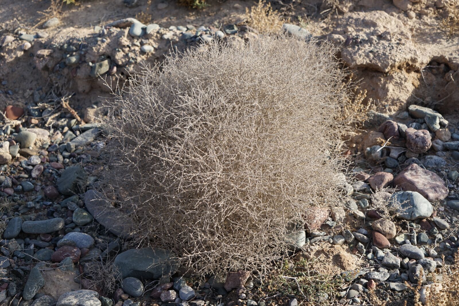 Sony a7 + Sony Vario Tessar T* FE 24-70mm F4 ZA OSS sample photo. Gobi desert, zhangye, tenacious photography