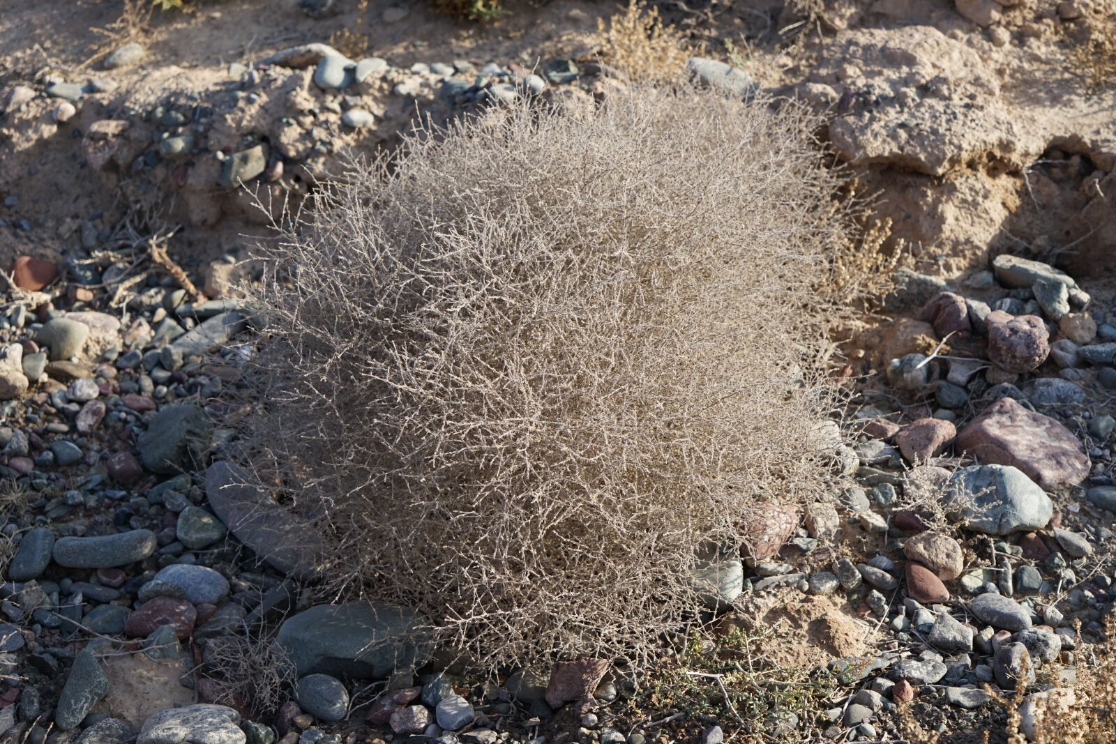 Sony Vario Tessar T* FE 24-70mm F4 ZA OSS sample photo. Gobi desert, zhangye, tenacious photography