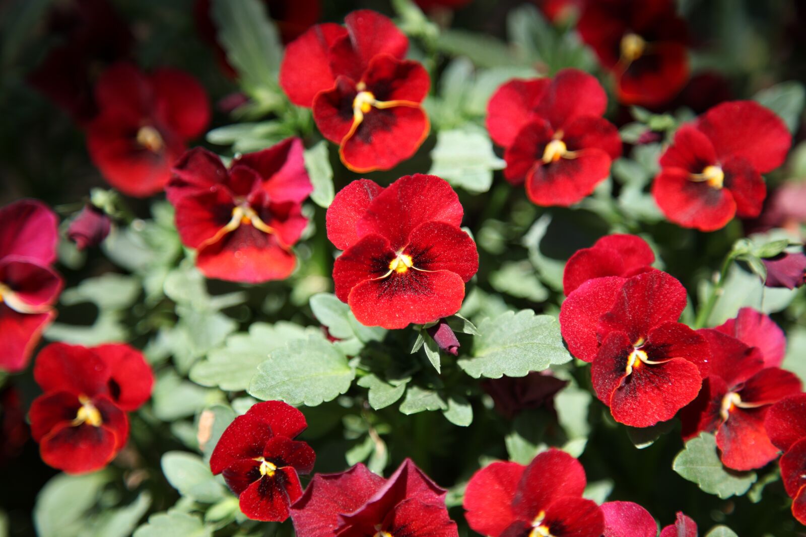Canon EOS 5D Mark II sample photo. Pansy, flowers, plants photography