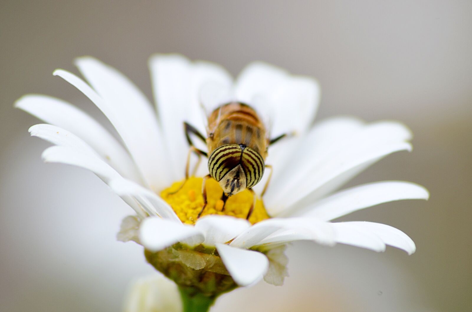 Nikon D5100 sample photo. Bee, insect, pollen photography
