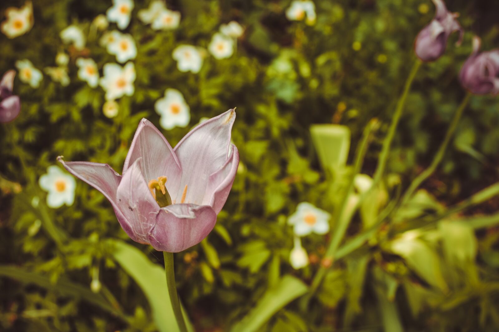 Nikon D3200 sample photo. Flower, krupnyj plan, pink photography