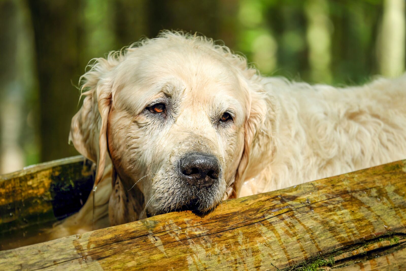Fujifilm XF 55-200mm F3.5-4.8 R LM OIS sample photo. Golden retriever, dog, retriever photography