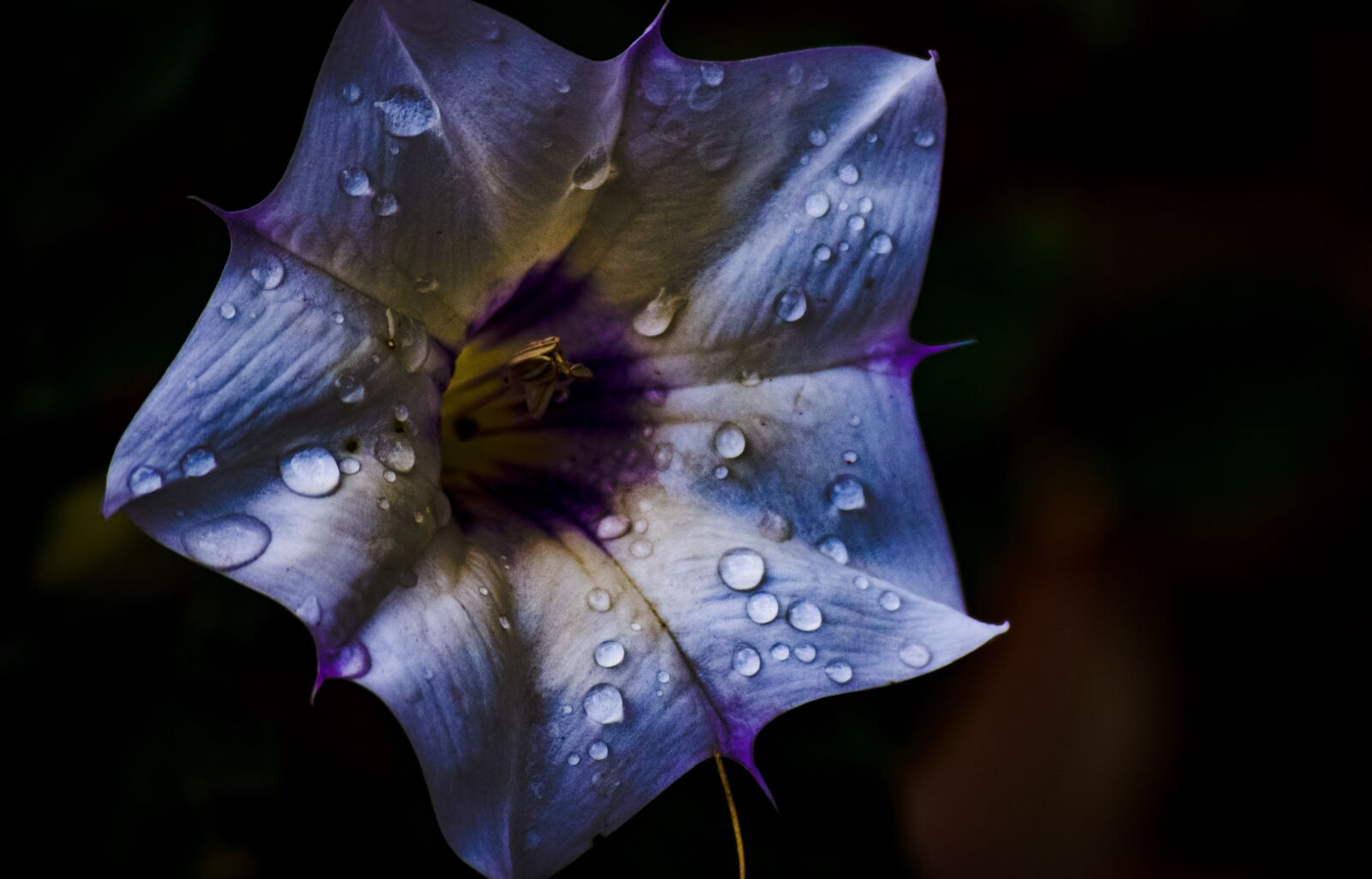Nikon D3300 sample photo. Flowers, color, spring photography