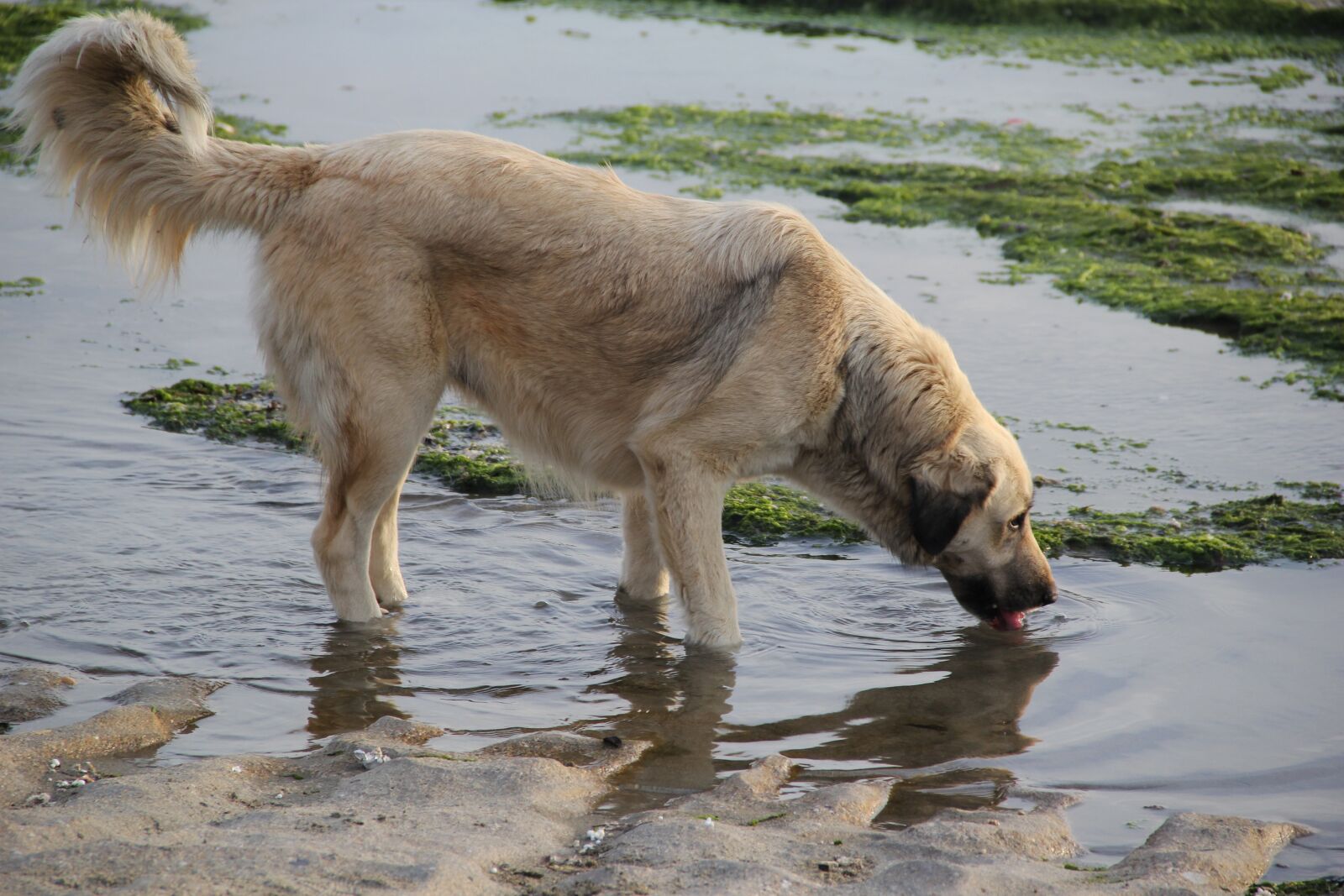 Canon EOS 550D (EOS Rebel T2i / EOS Kiss X4) sample photo. Dog, animal, dogs photography