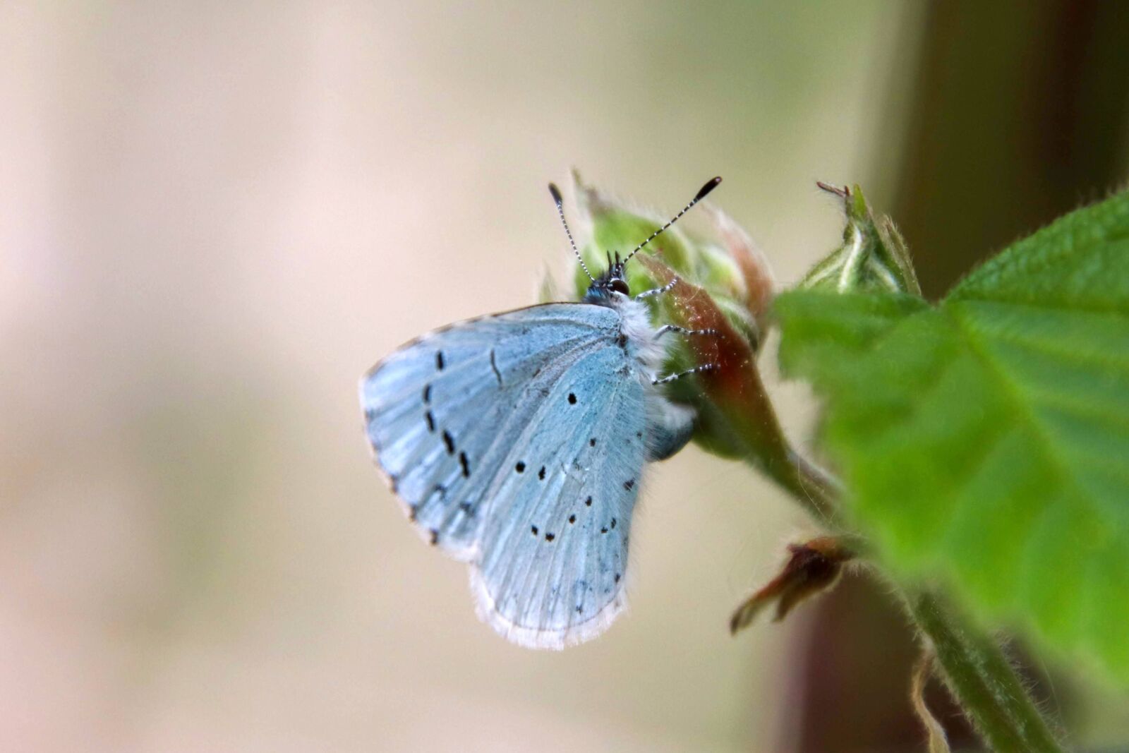 Canon EOS 800D (EOS Rebel T7i / EOS Kiss X9i) sample photo. Papillon, bleu, butterfly photography