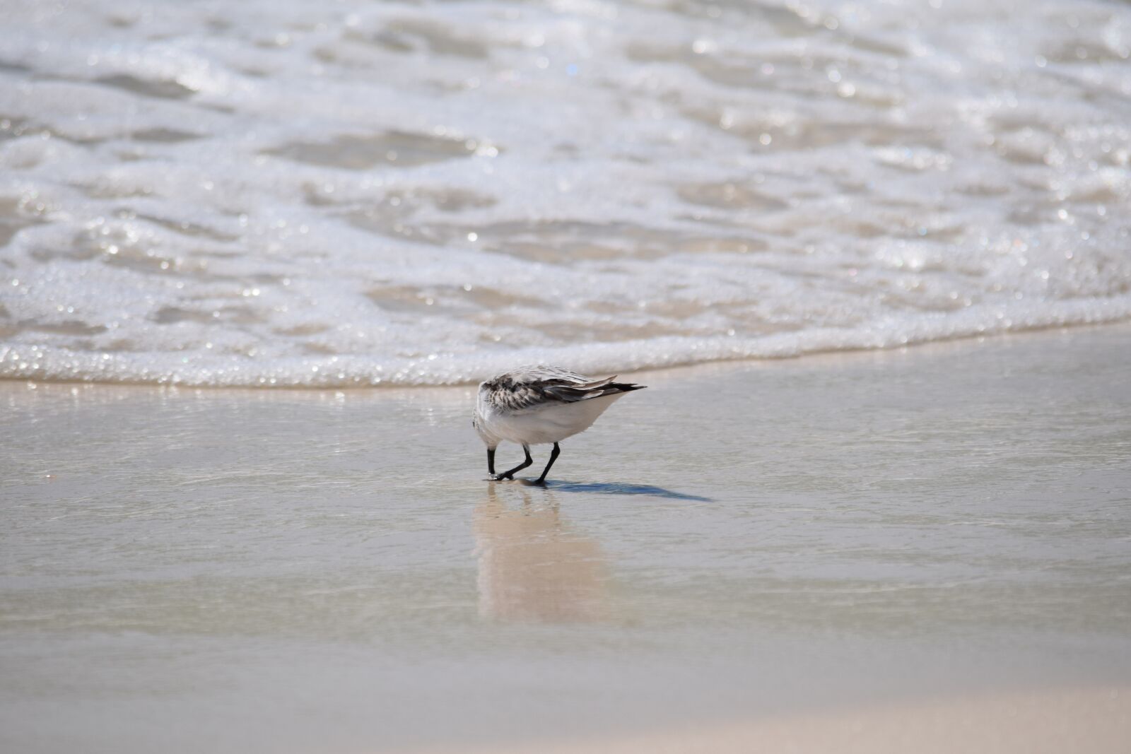 Nikon D3300 sample photo. Sanderling, shore bird, animal photography