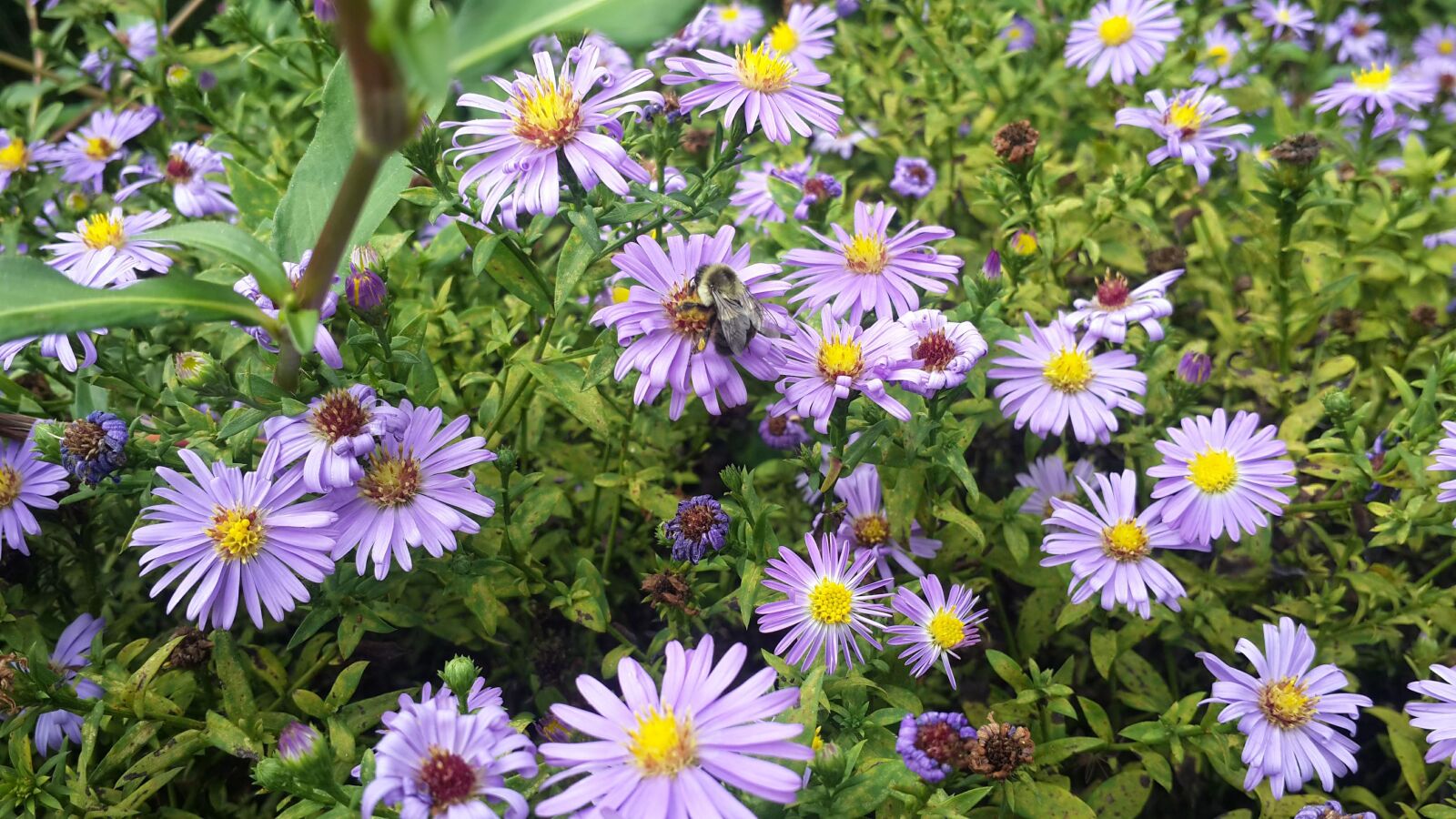 Samsung Galaxy S4 sample photo. Purple, flower, summer photography