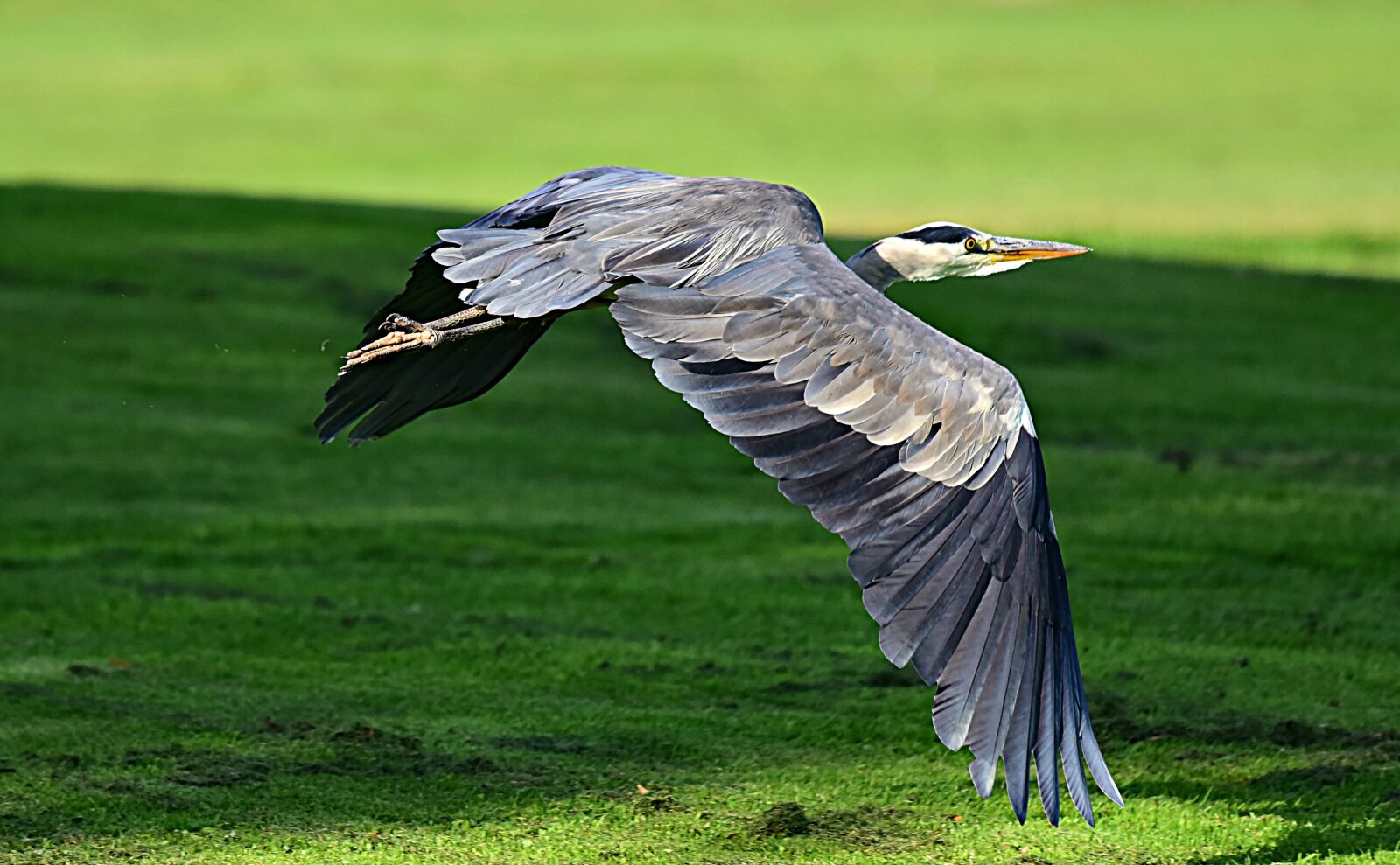 Nikon D750 sample photo. Heron, wading bird, animal photography