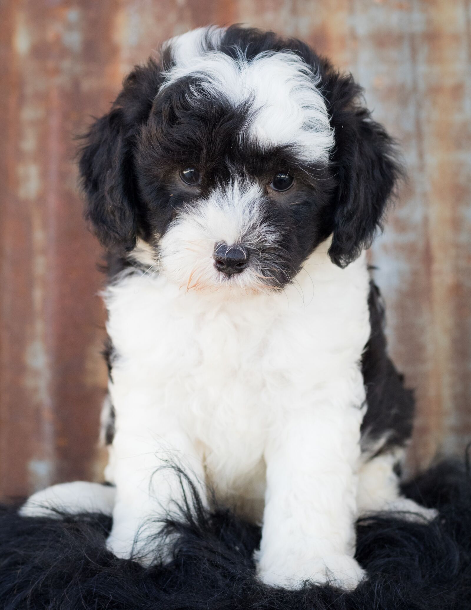 Canon EF 50mm F1.8 STM sample photo. Sheepadoodle, dog, puppy photography