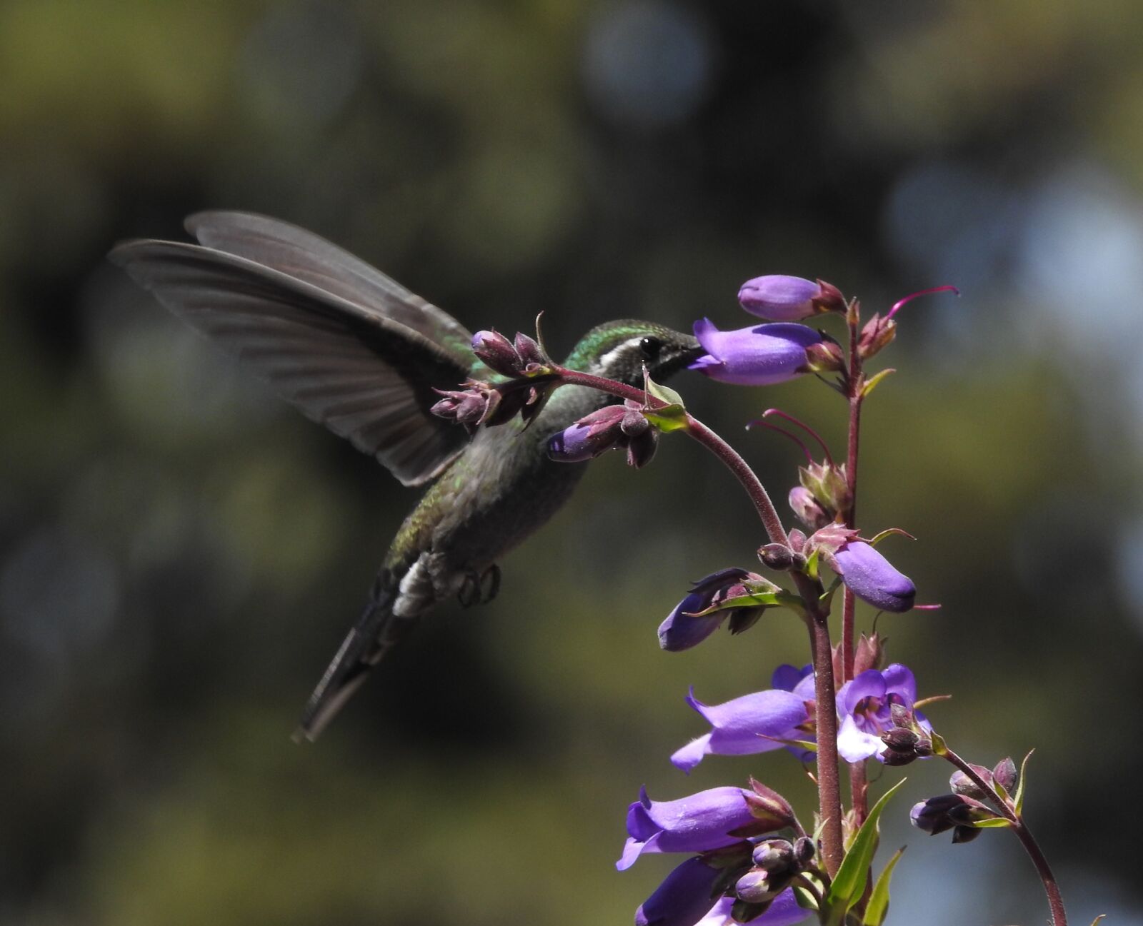 Nikon Coolpix P900 sample photo. Hummingbird, ave, spring photography