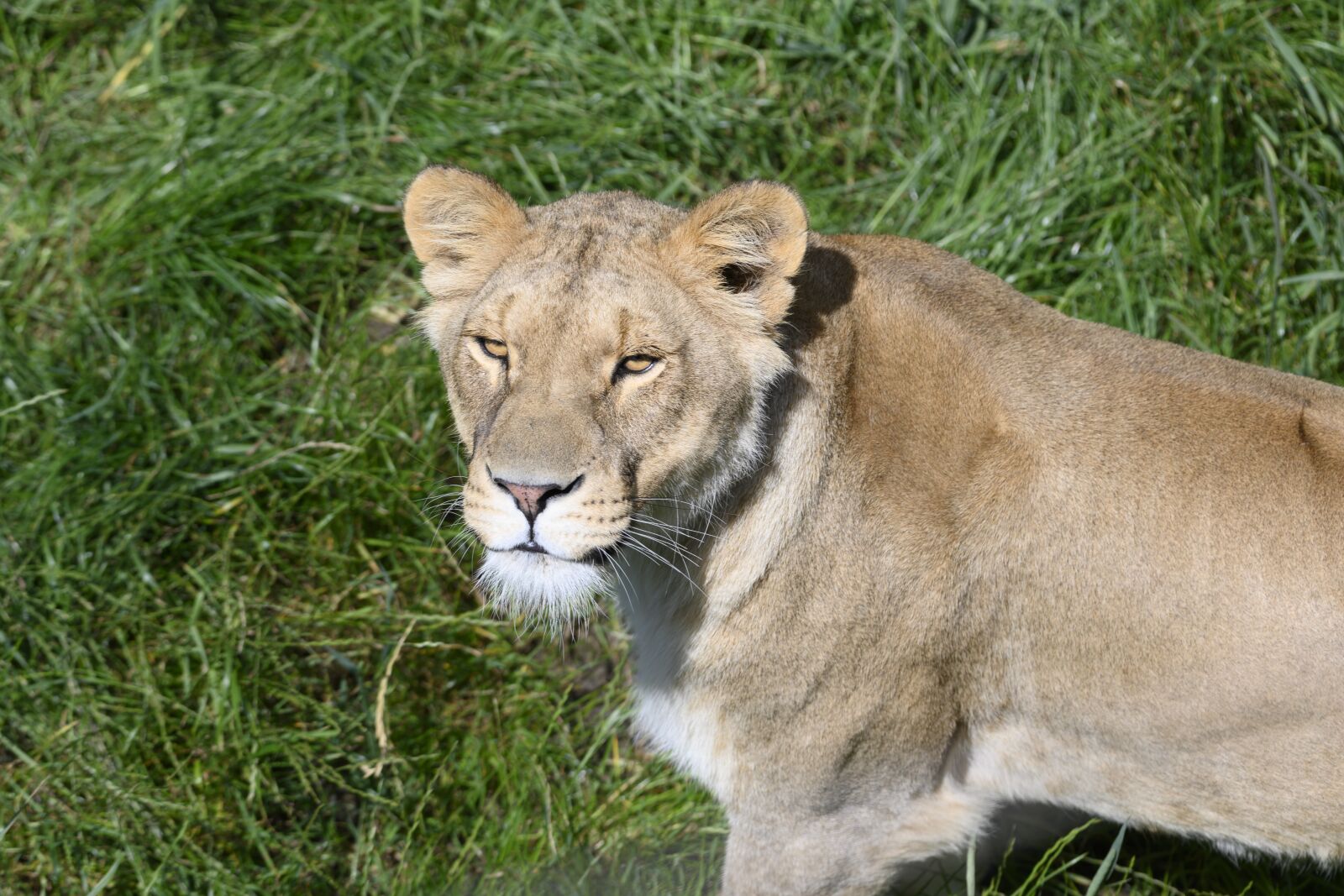 Nikon Z7 sample photo. Beekse bergen, lioness, predator photography