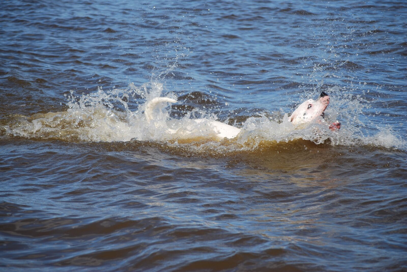 Nikon D40X sample photo. Dog, water, bath photography