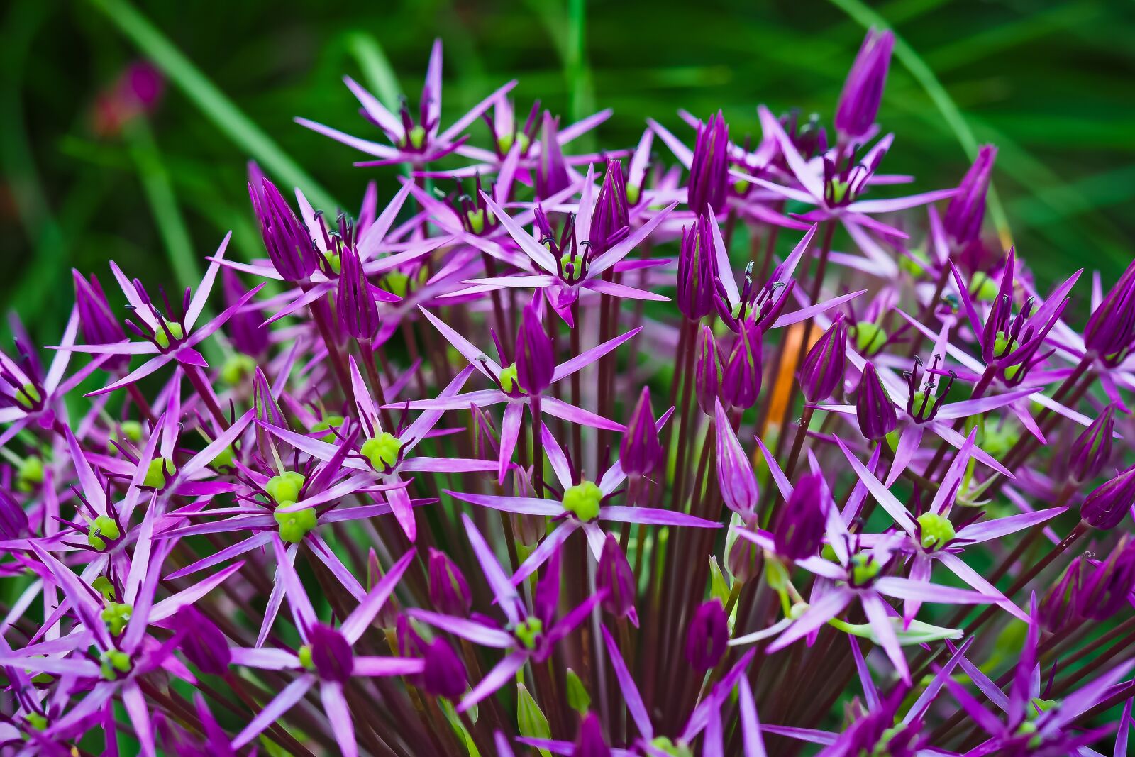 Olympus OM-D E-M10 sample photo. Ornamental onion, flower, blossom photography