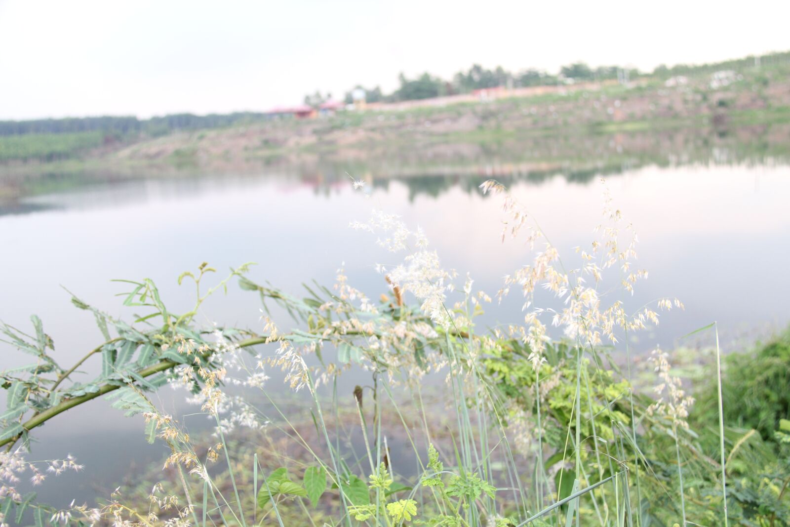 Canon EOS 60D + Canon EF-S 18-200mm F3.5-5.6 IS sample photo. Branch, neck, flower photography