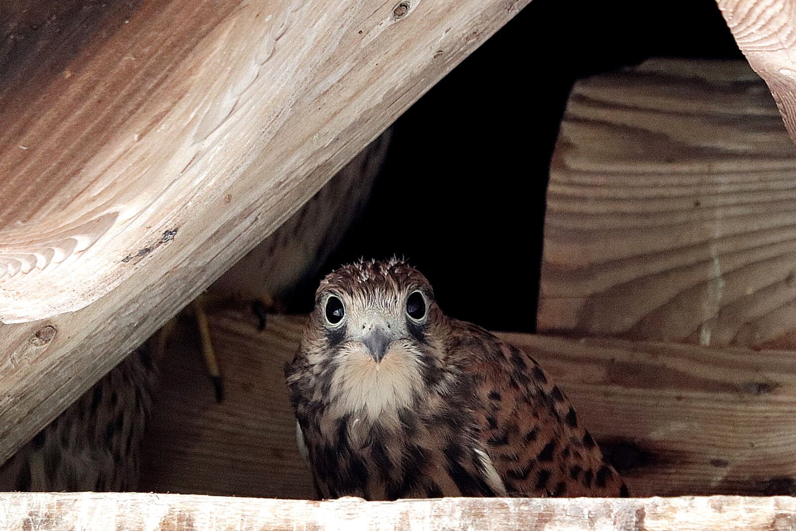 Canon EF 70-300 F4-5.6 IS II USM sample photo. Falcon, young hawk, raptor photography