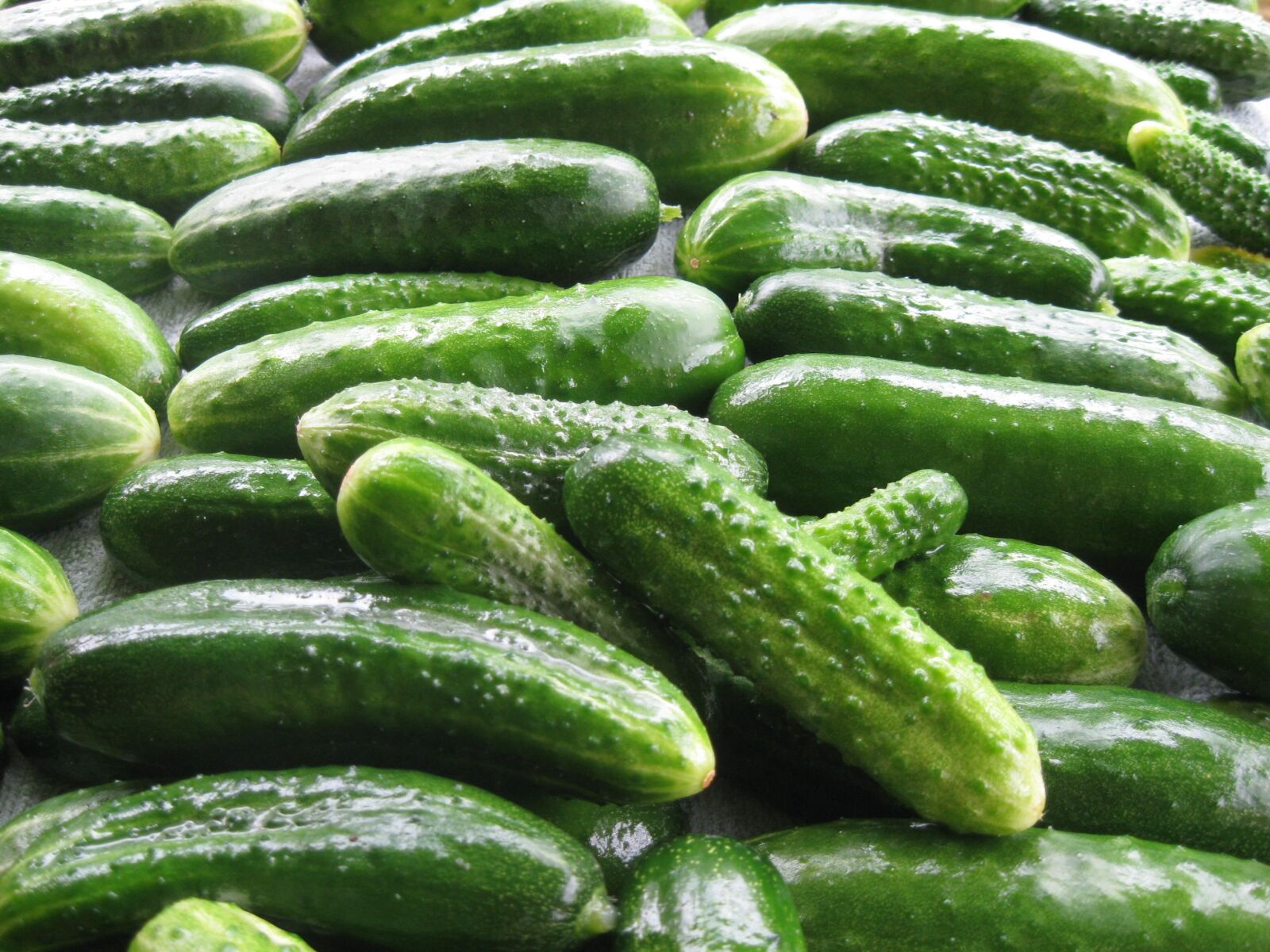 Canon PowerShot A1000 IS sample photo. Cucumbers, summer, why photography