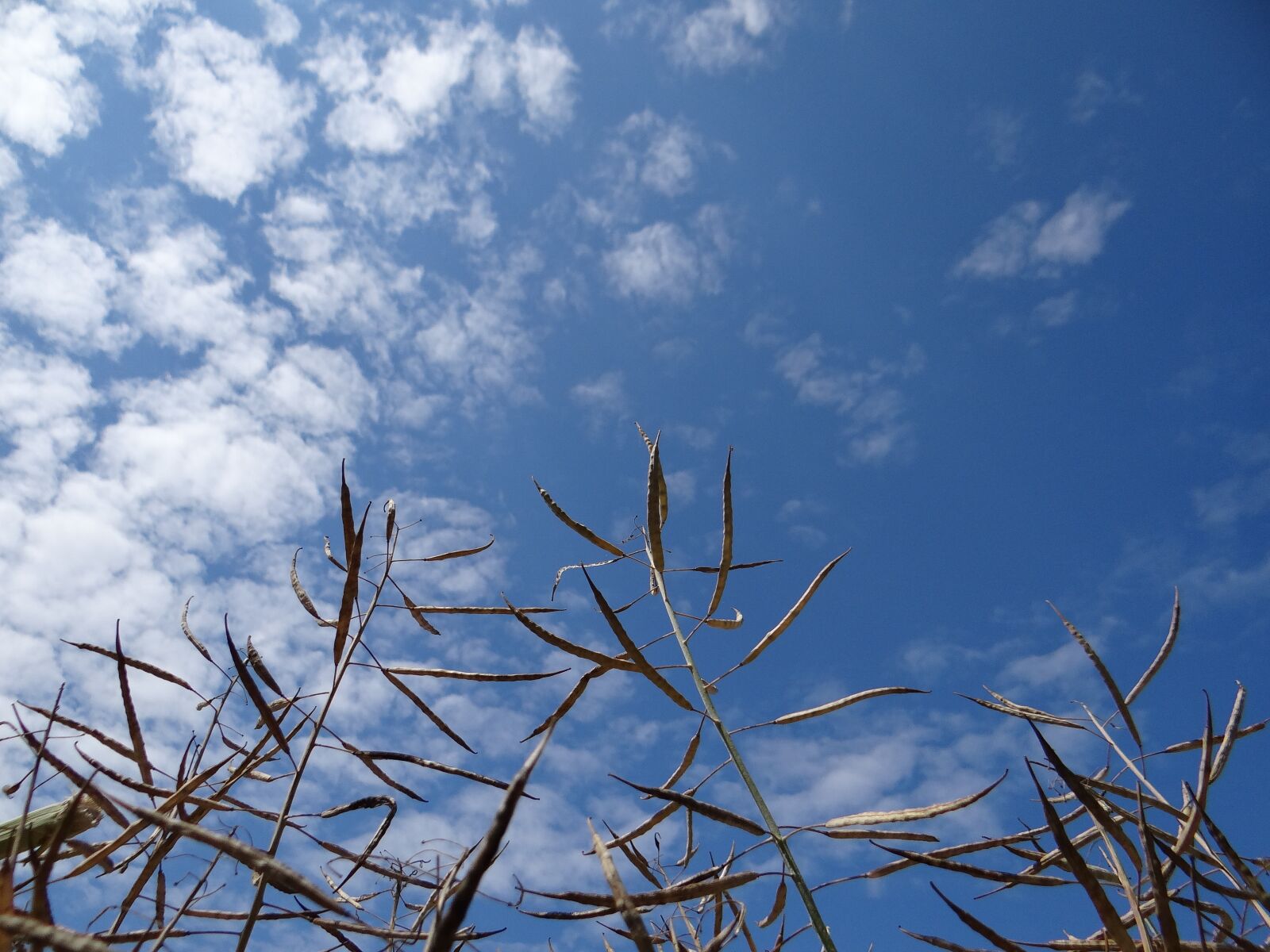 Sony DSC-HX200V sample photo. Plants, sky, the clouds photography