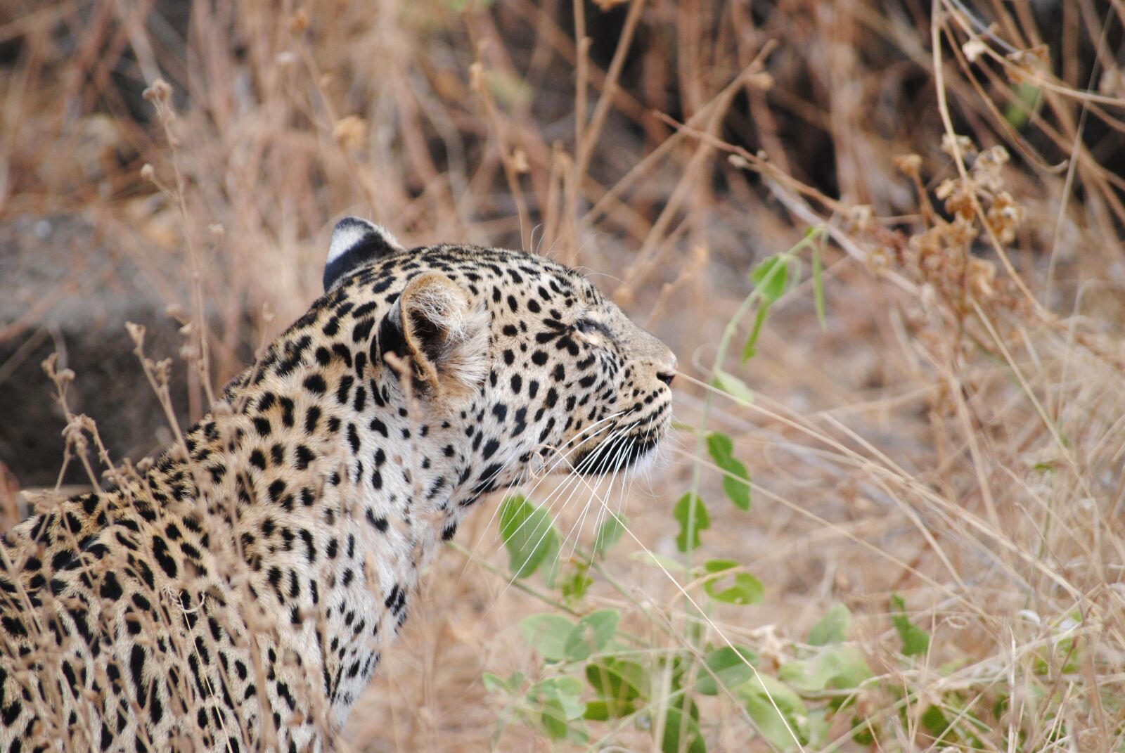 Nikon D3000 sample photo. Leopard, tsavo, national park photography