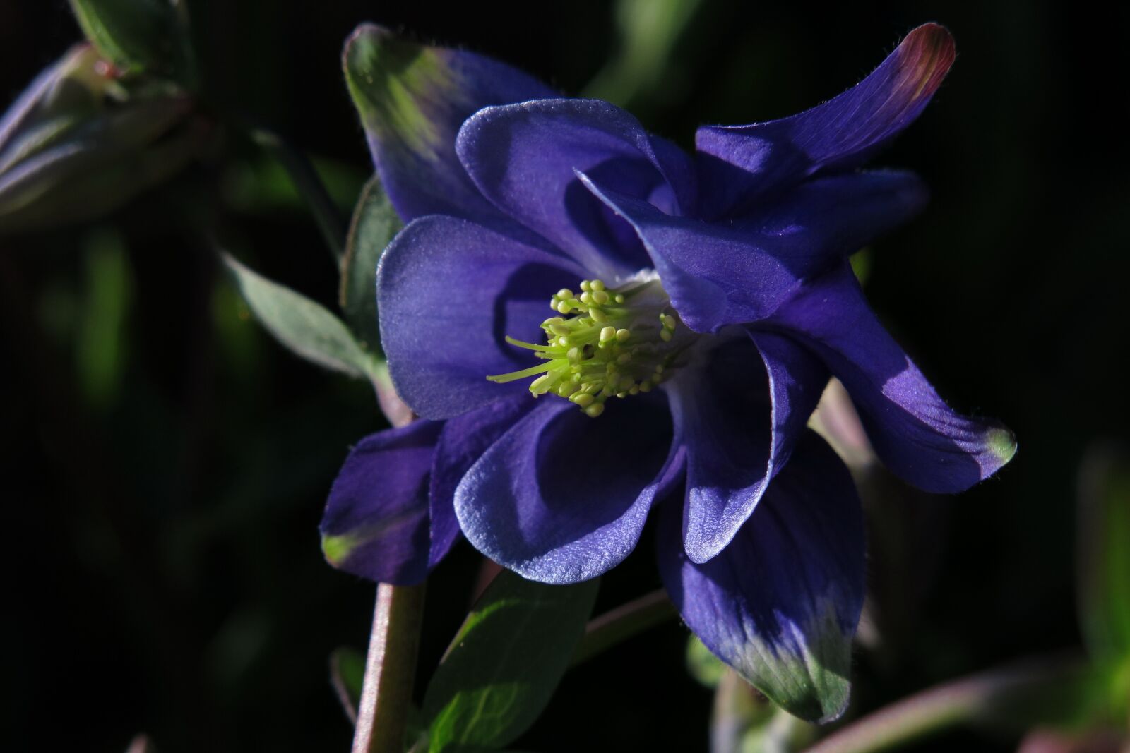 Canon PowerShot G15 sample photo. Columbine, flower, nature photography