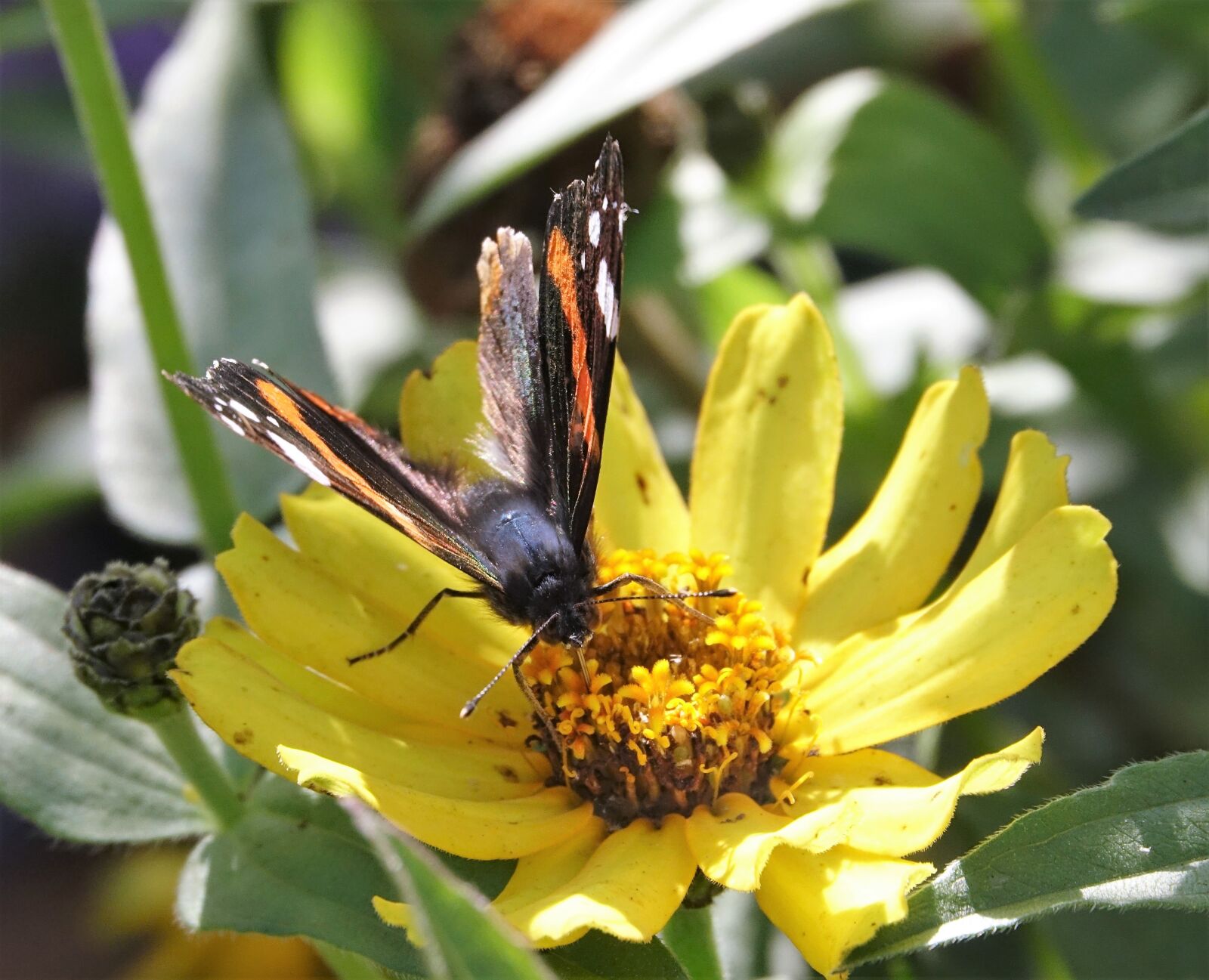 Sony Cyber-shot DSC-RX10 III sample photo. Butterfly, admiral, animal photography