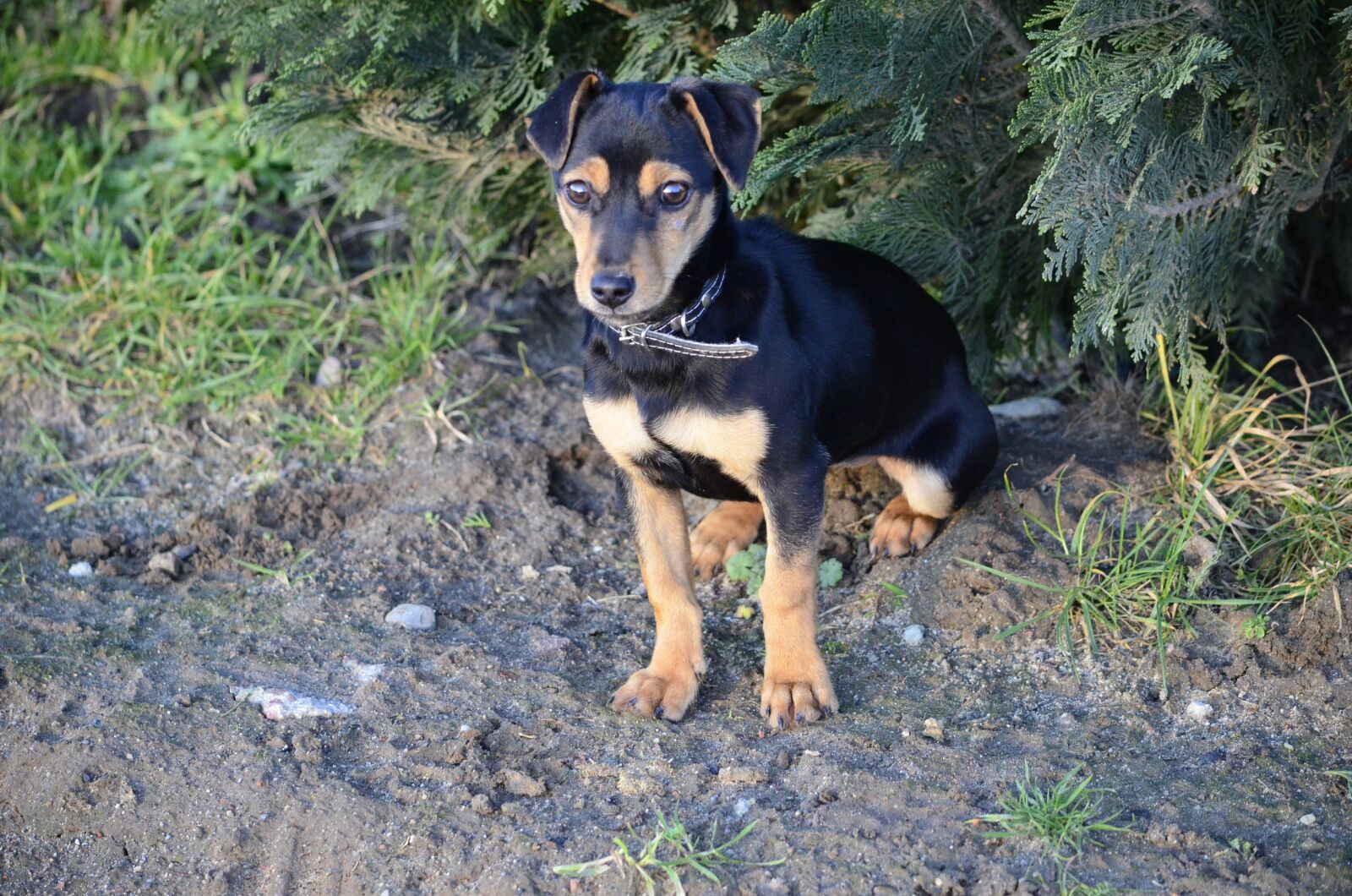 Nikon D5100 sample photo. Dog house, animals, and photography