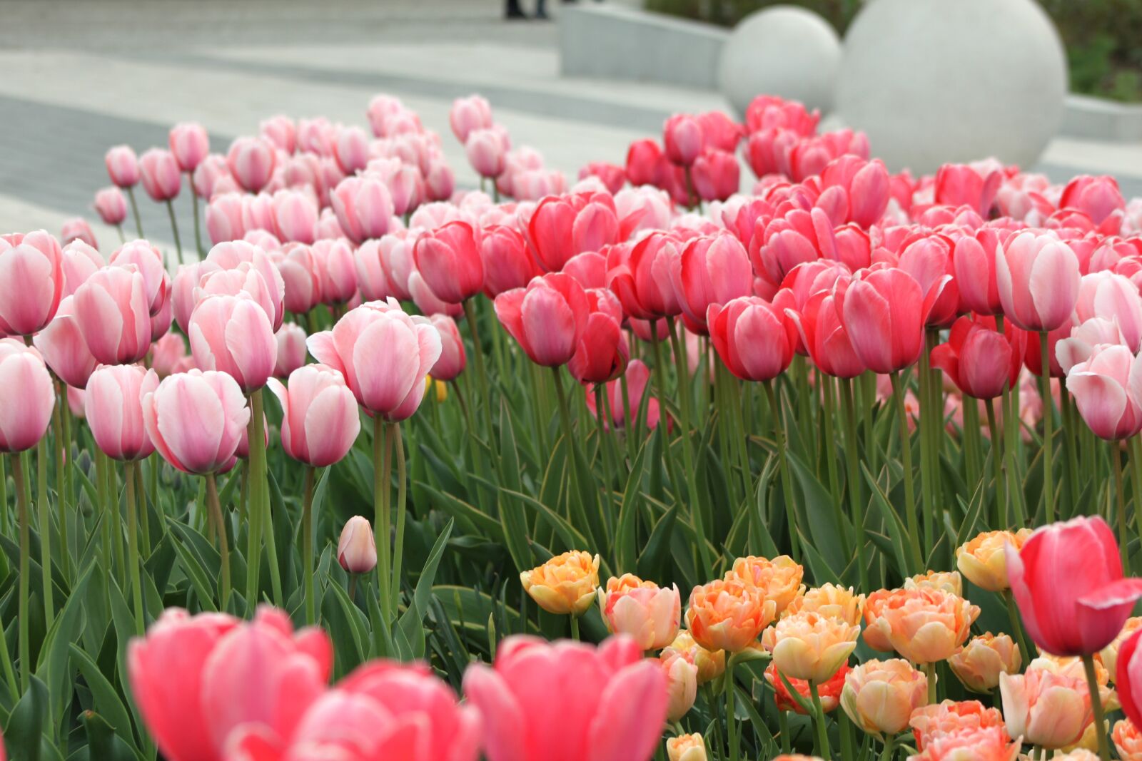 Canon EOS 500D (EOS Rebel T1i / EOS Kiss X3) sample photo. Tulip, nature, flower photography