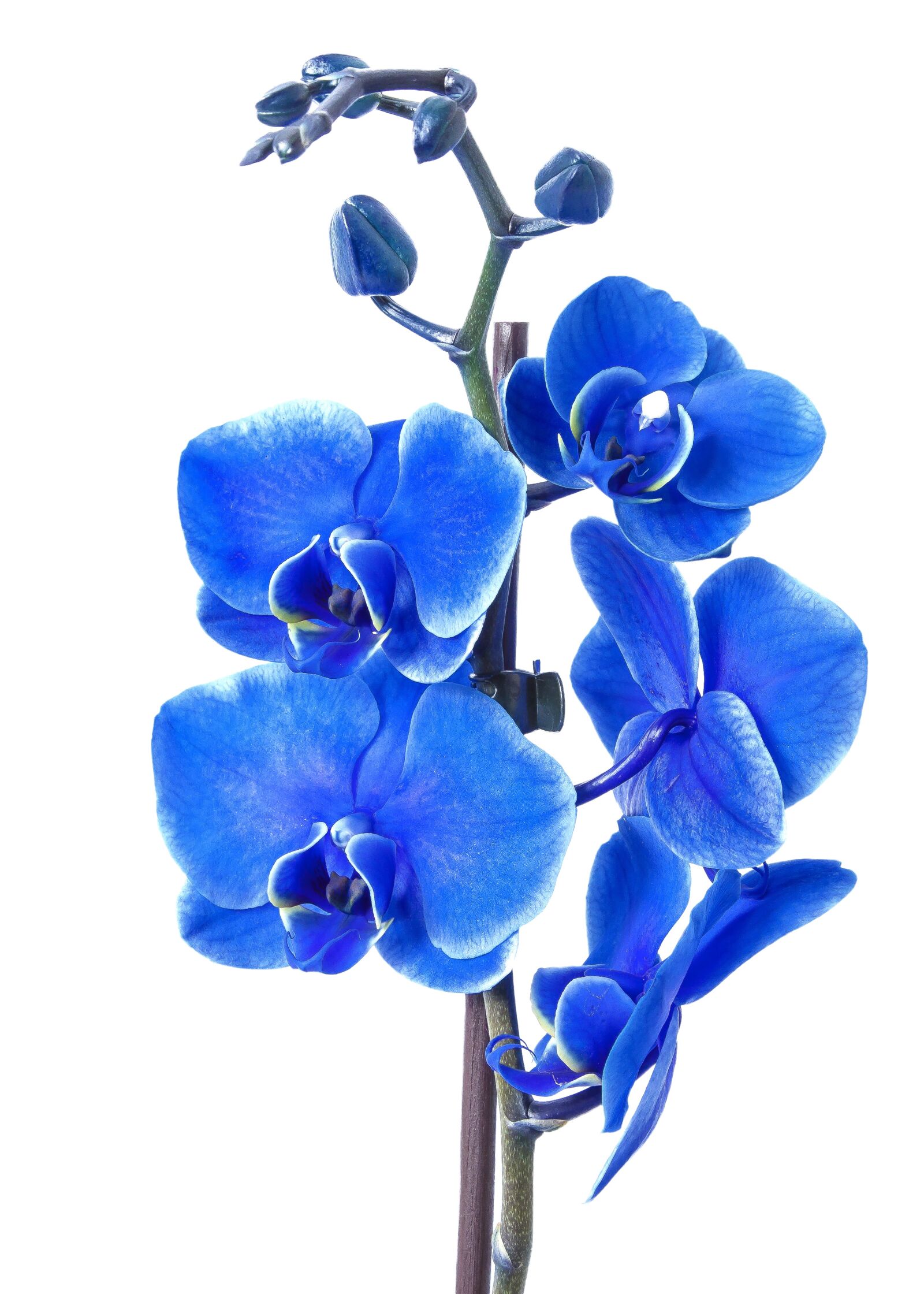 Canon EOS 50D + Canon EF 24-105mm F4L IS USM sample photo. Phalaenopsis, orchid, colored blue photography