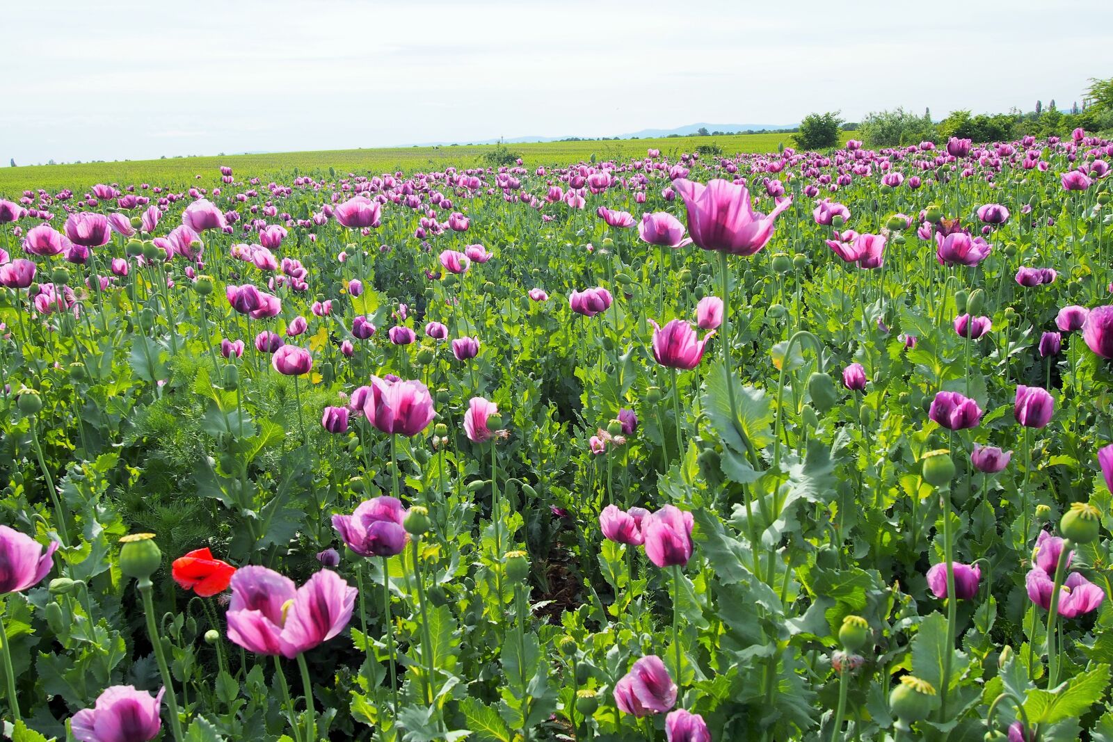Olympus PEN E-PL6 sample photo. Poppy, fields, nature photography