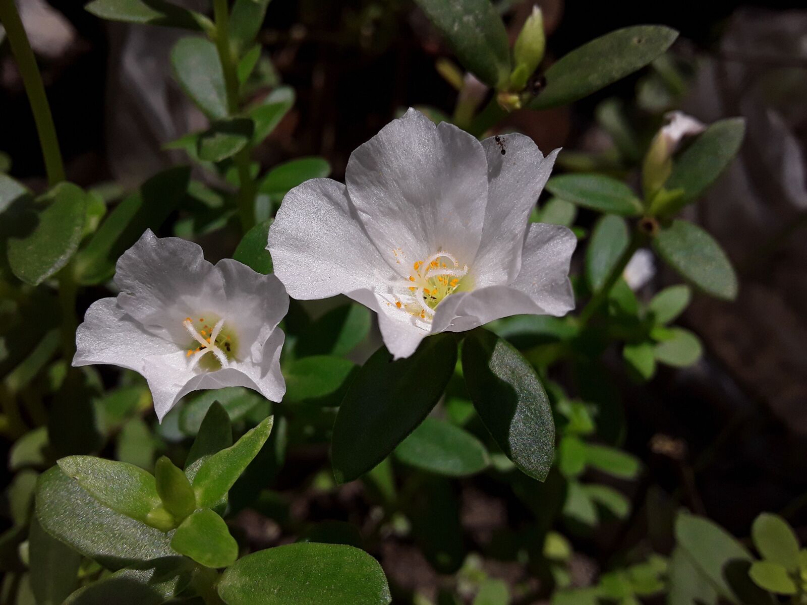 Samsung Galaxy J2 Core sample photo. Nature, summer, flowers photography