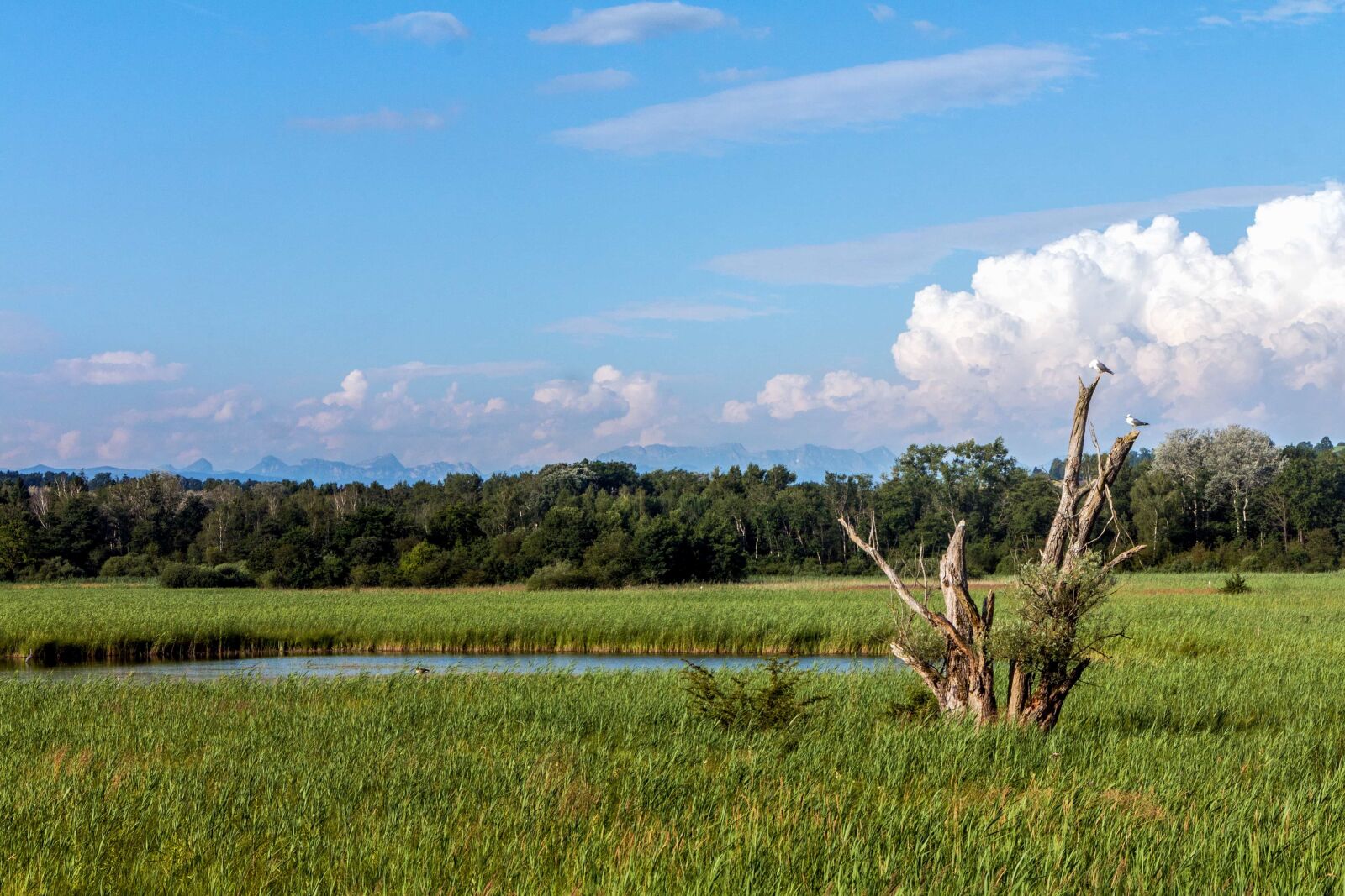 Canon EOS 70D sample photo. Swamp, landscape, nature, blue photography
