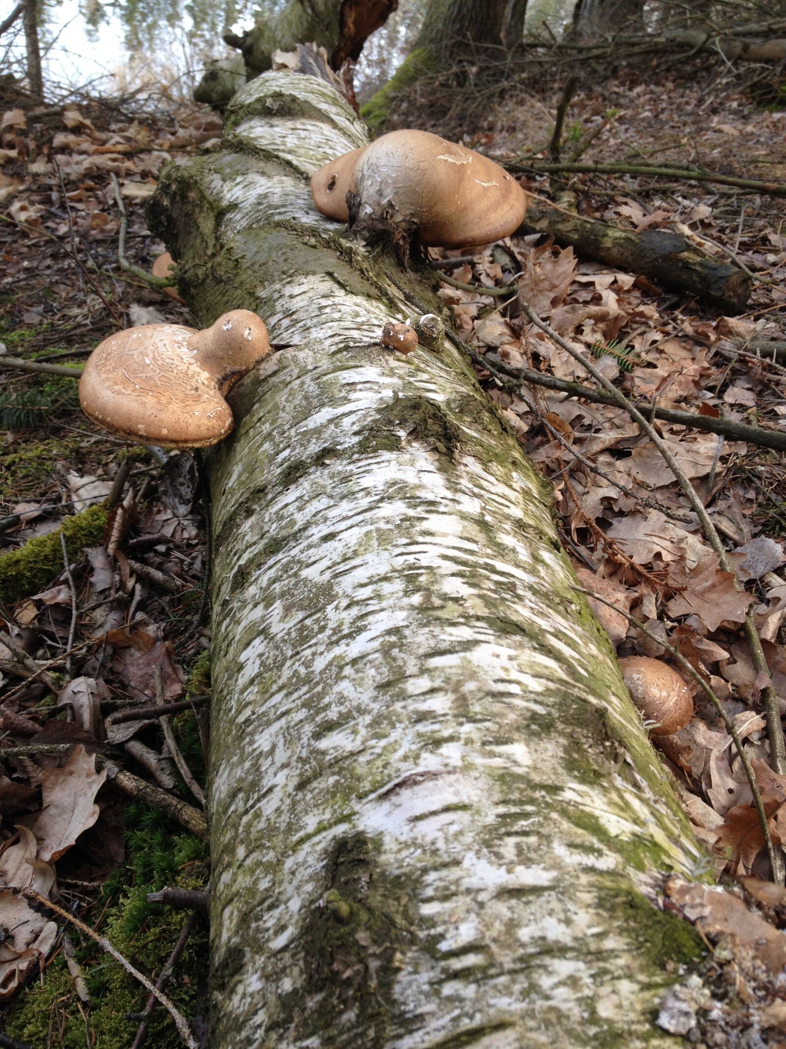 Apple iPhone 4S sample photo. Mushrooms, leg, forest photography