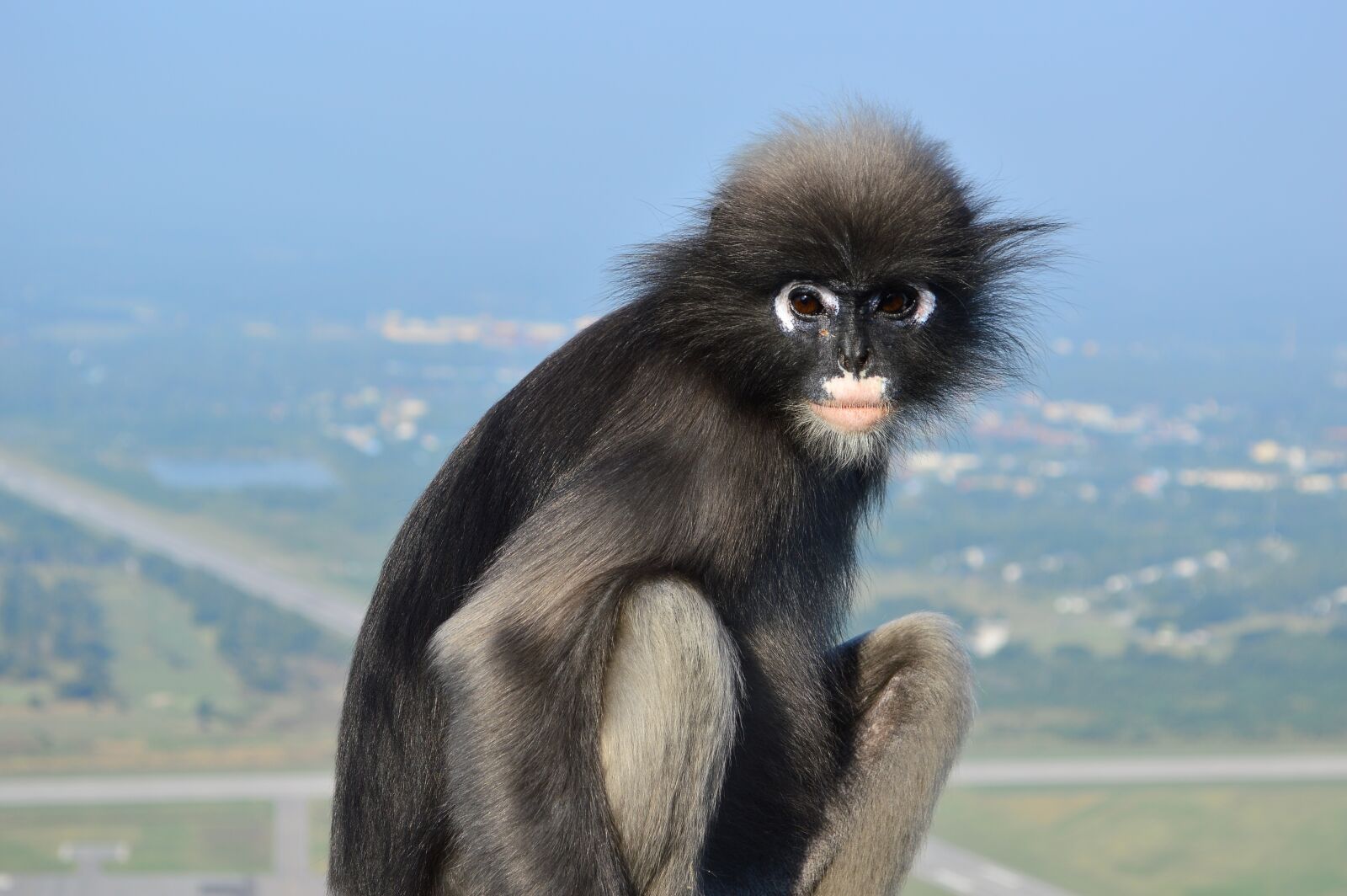 Nikon D3200 sample photo. Thailand, trachypithecus obscurus, dusky photography