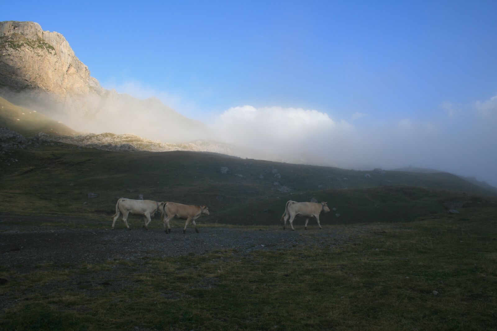 Canon EOS 400D (EOS Digital Rebel XTi / EOS Kiss Digital X) sample photo. Cows, mountain, nature photography