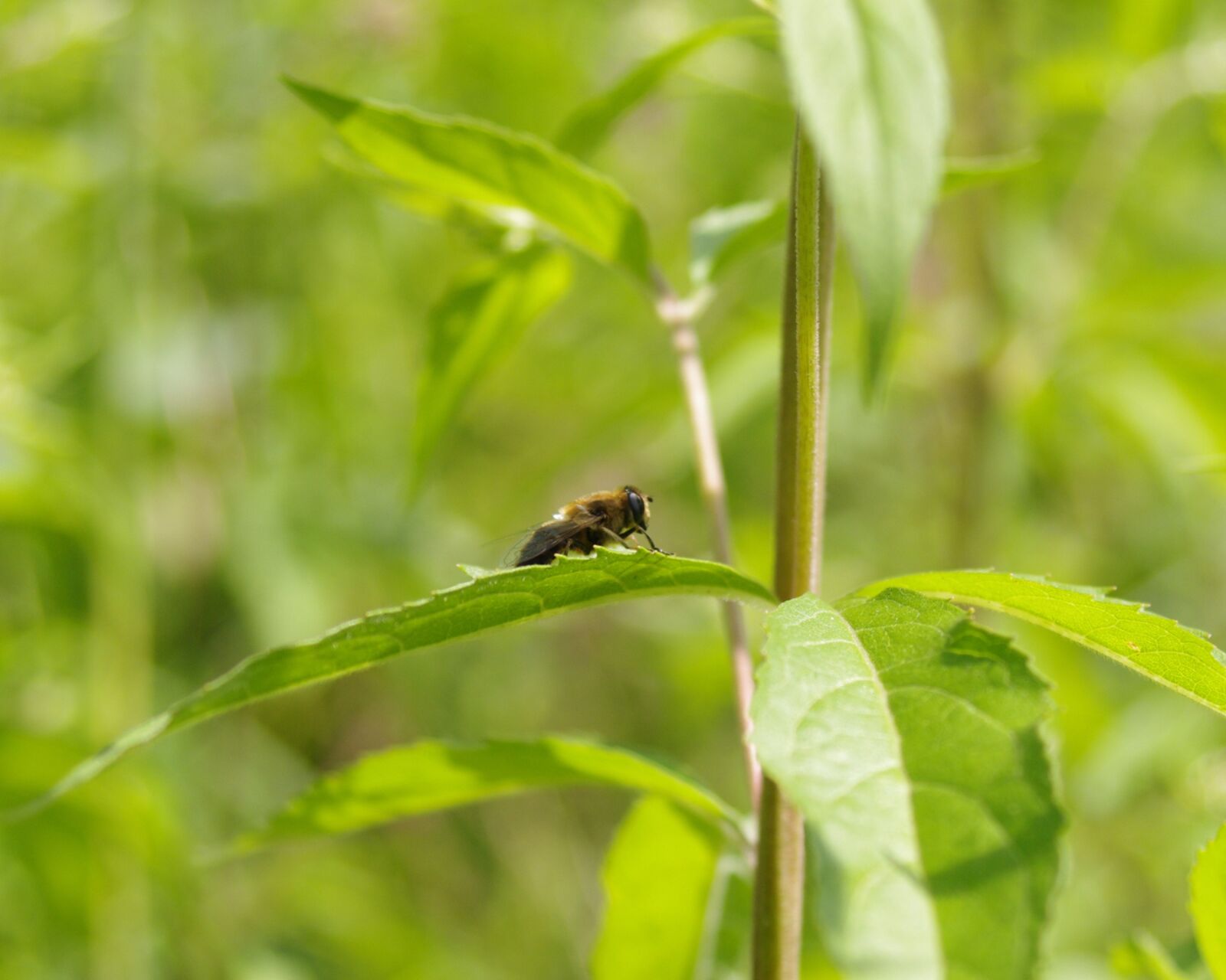 Pentax K-r sample photo. Nature, insect, bug photography