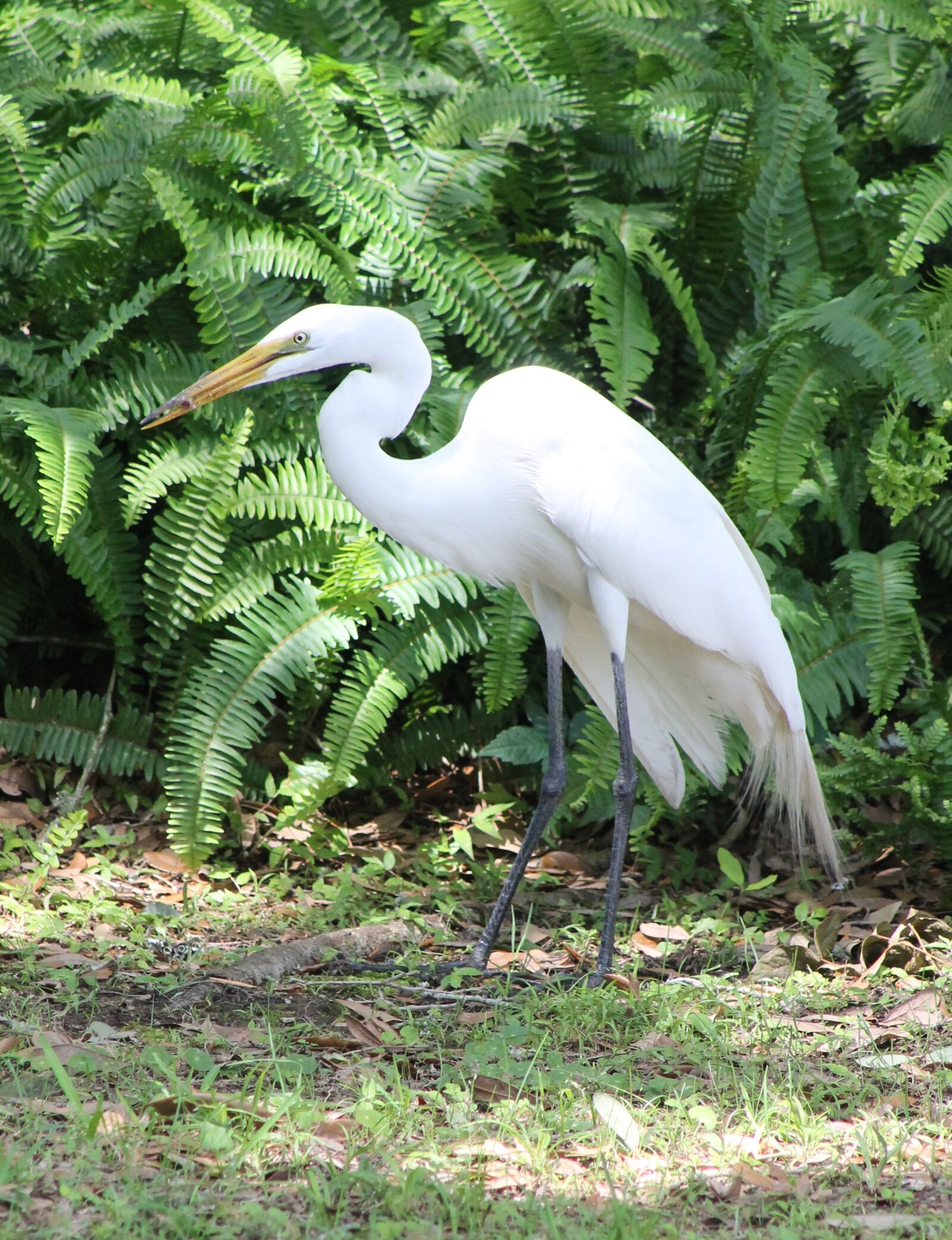 Canon EF 75-300mm f/4-5.6 sample photo. Egret, bird, nature photography