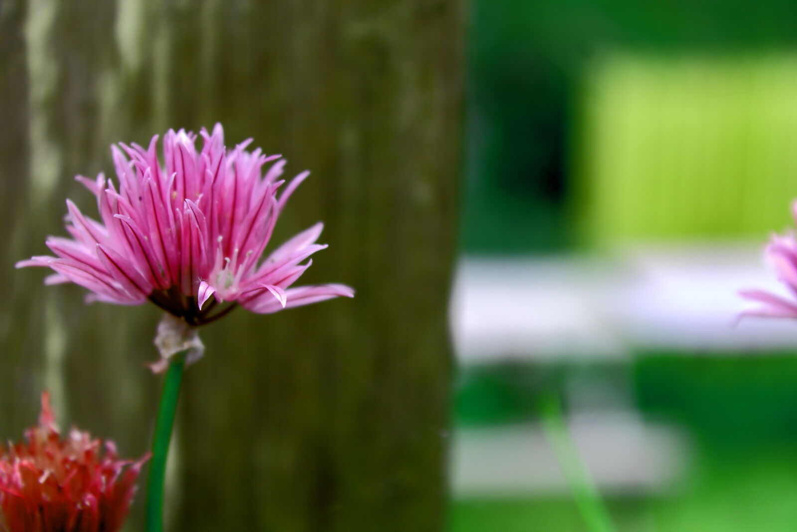 Canon EOS 1100D (EOS Rebel T3 / EOS Kiss X50) sample photo. Chive, flower, fresh, herbs photography